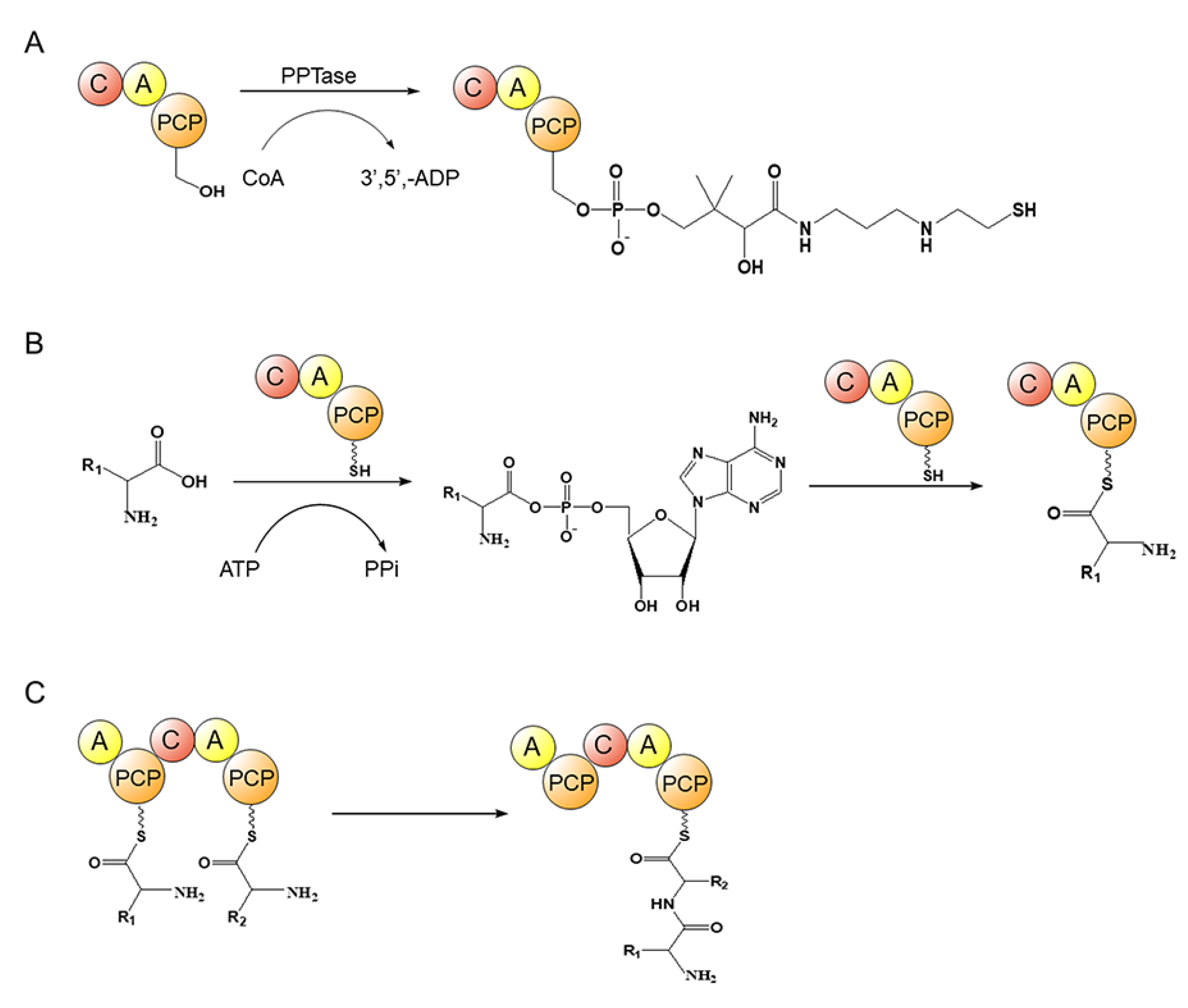 Marinedrugs 21 00217 g010