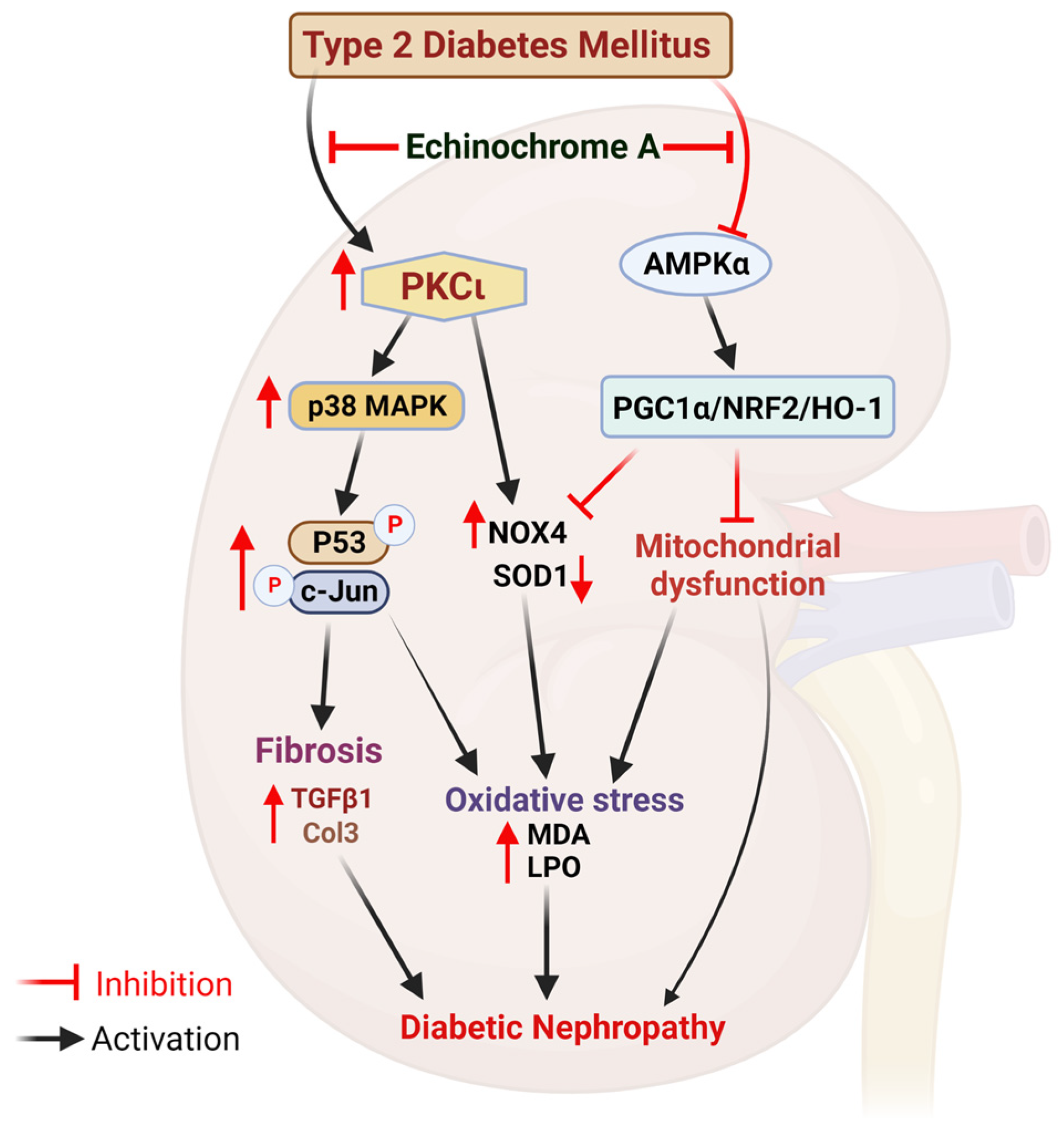 Marinedrugs 21 00222 g006