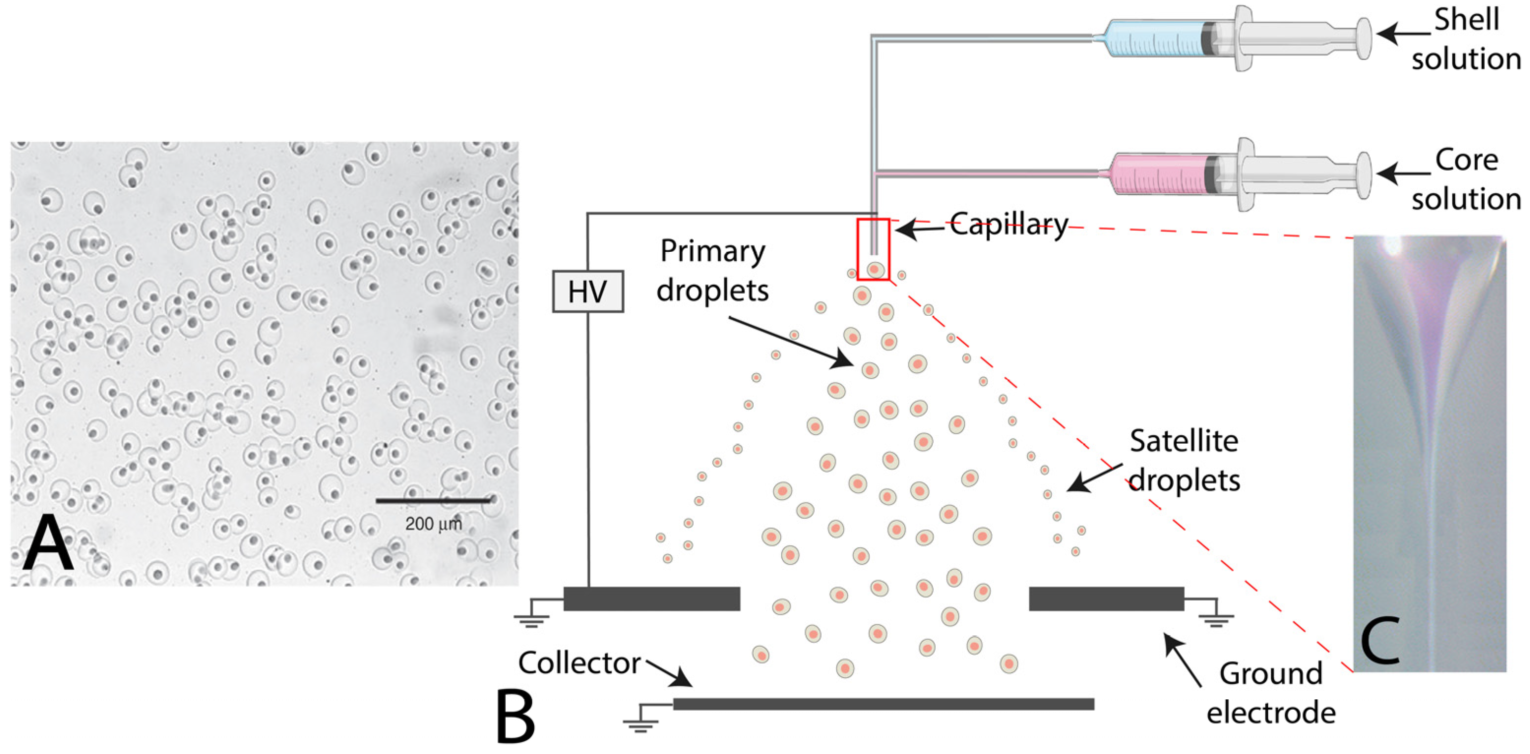Marinedrugs 21 00235 g008
