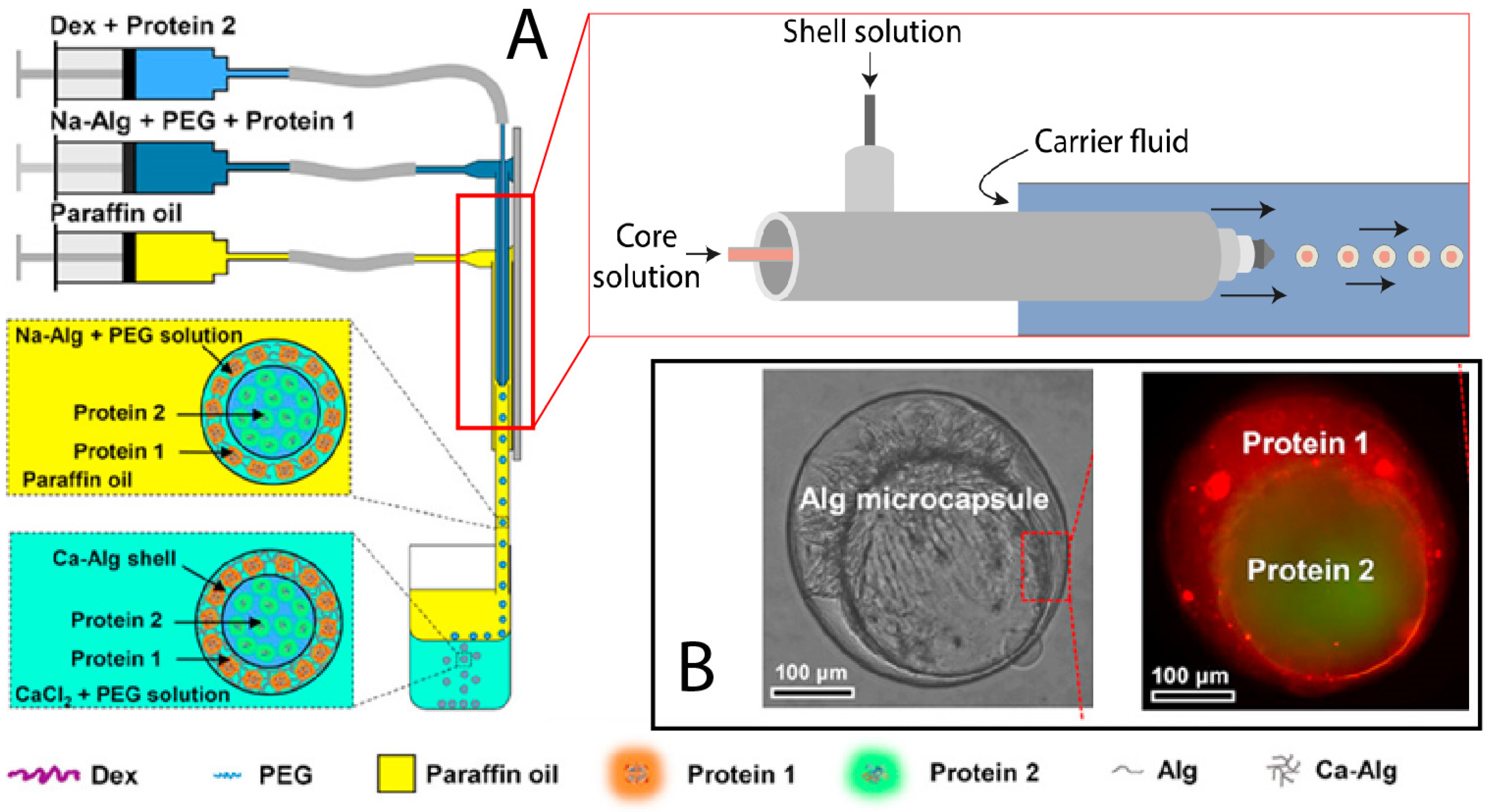 Marinedrugs 21 00235 g009