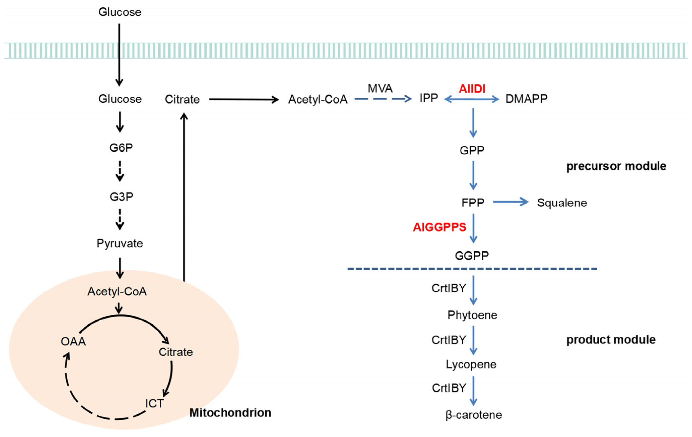 Marinedrugs 21 00249 g007