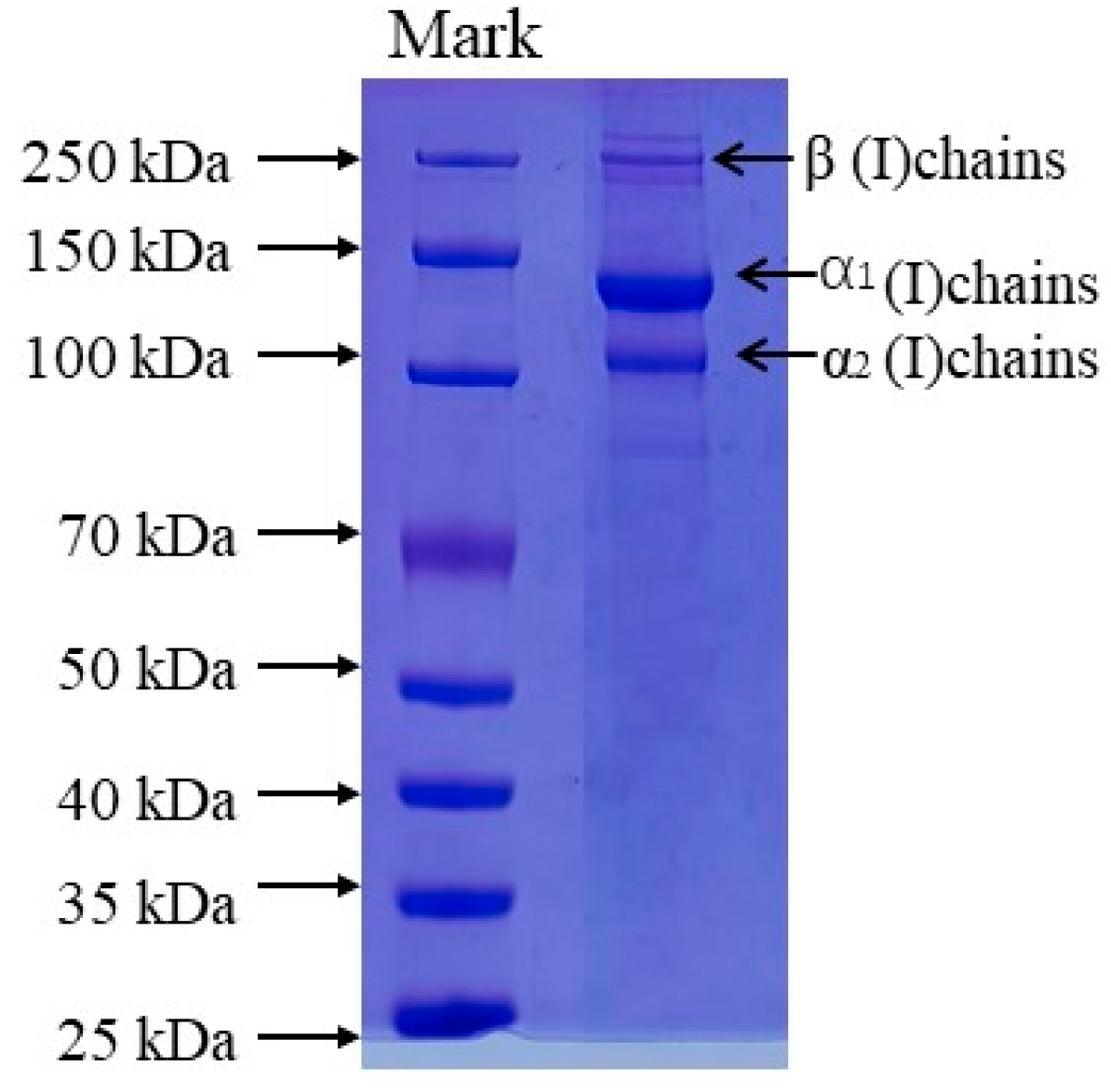 Marinedrugs 21 00274 g001 Marinedrugs 21 00274 g001