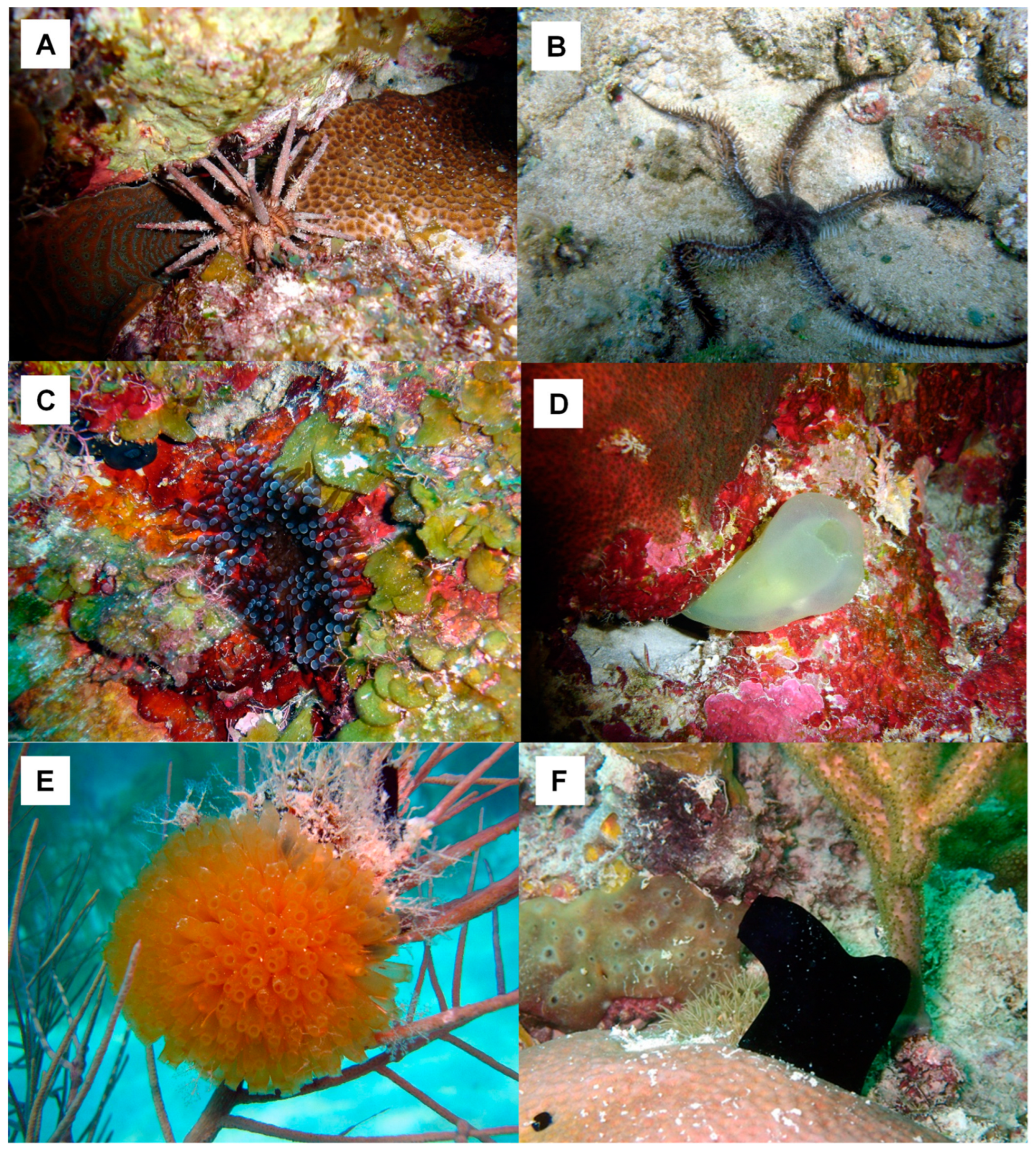 Marinedrugs 21 00279 g015