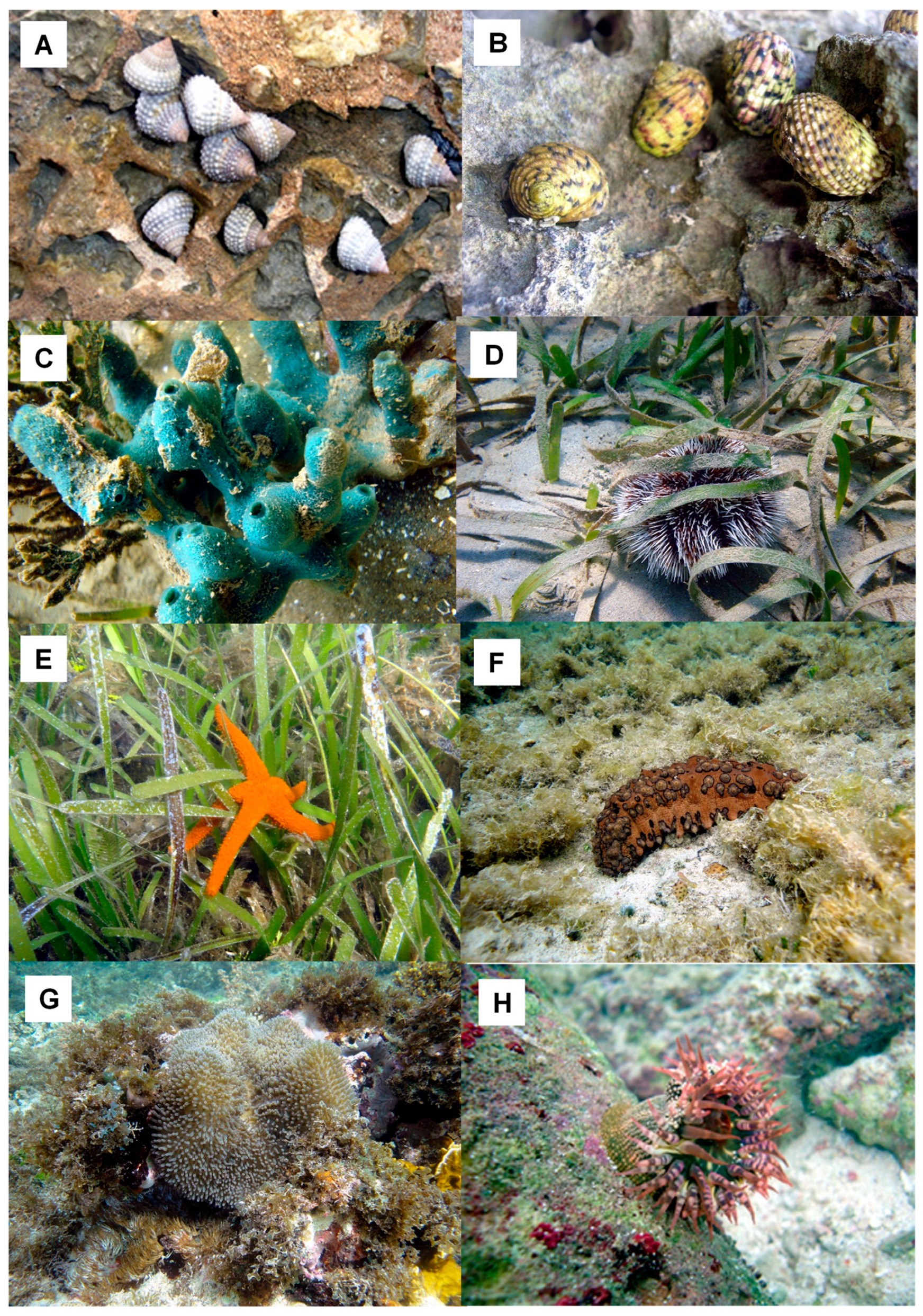 Marinedrugs 21 00279 g016