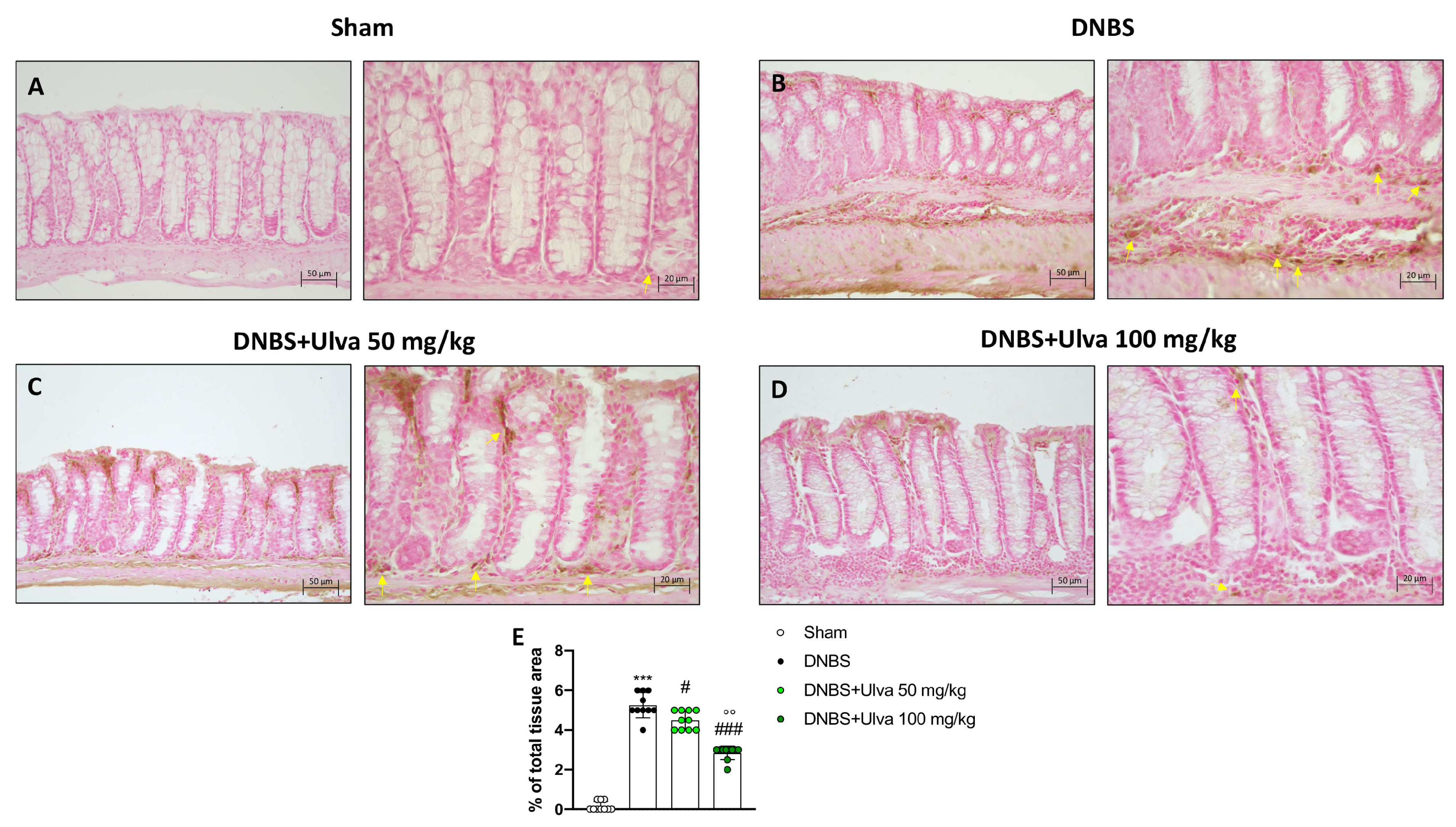 Marinedrugs 21 00298 g003 Marinedrugs 21 00298 g003
