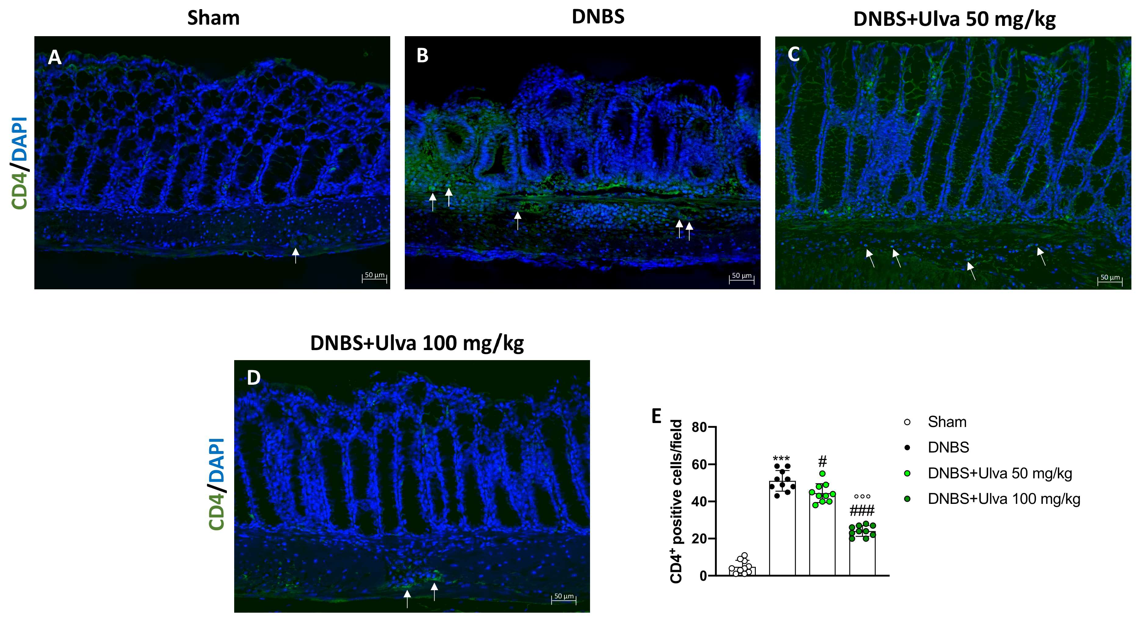 Marinedrugs 21 00298 g007 Marinedrugs 21 00298 g007