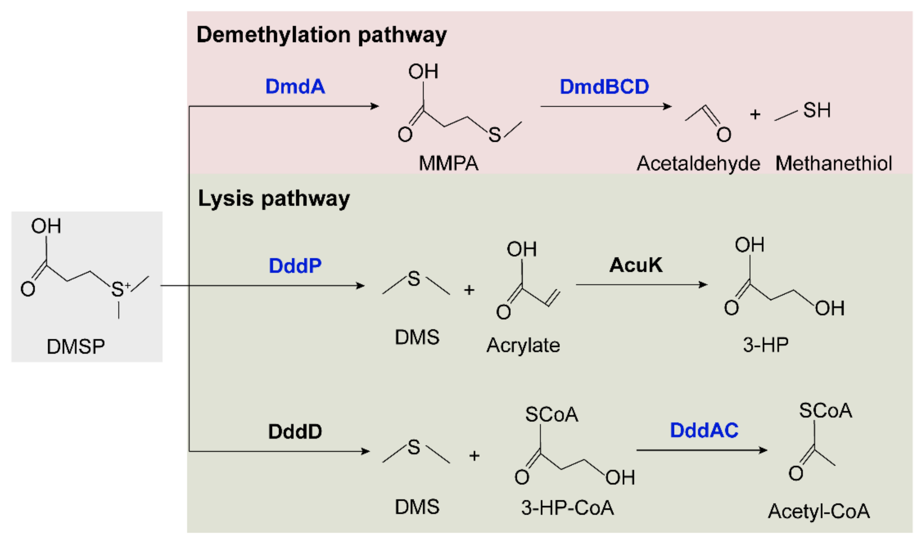 Marinedrugs 21 00309 g007