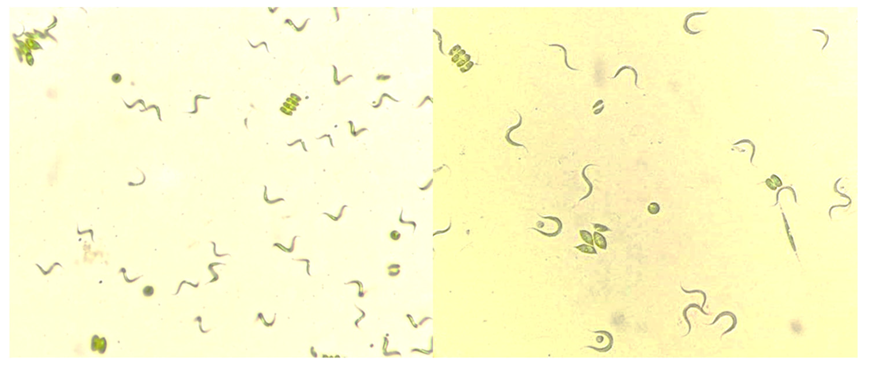 Marinedrugs 21 00321 g007