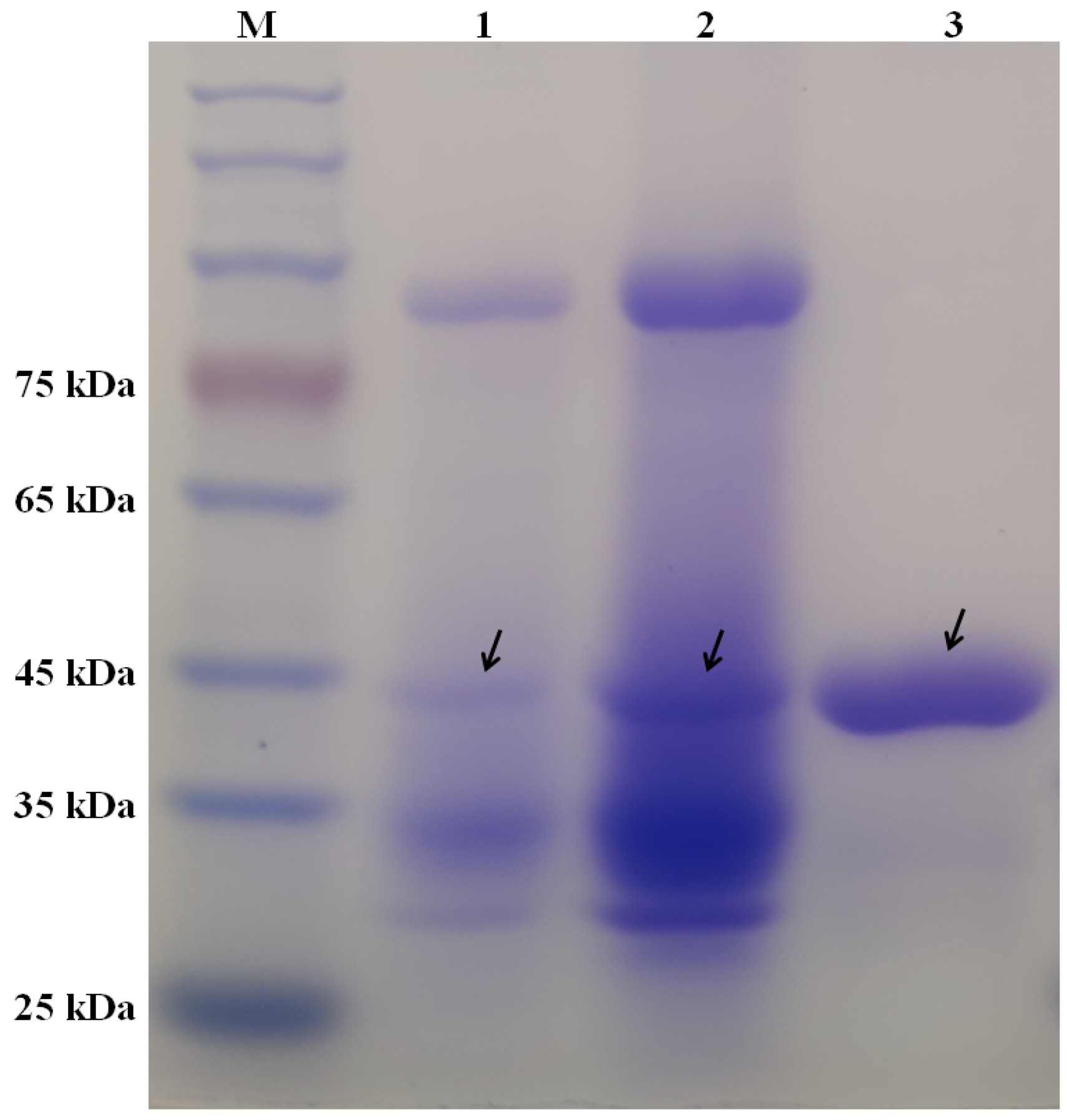 Marinedrugs 21 00332 g001