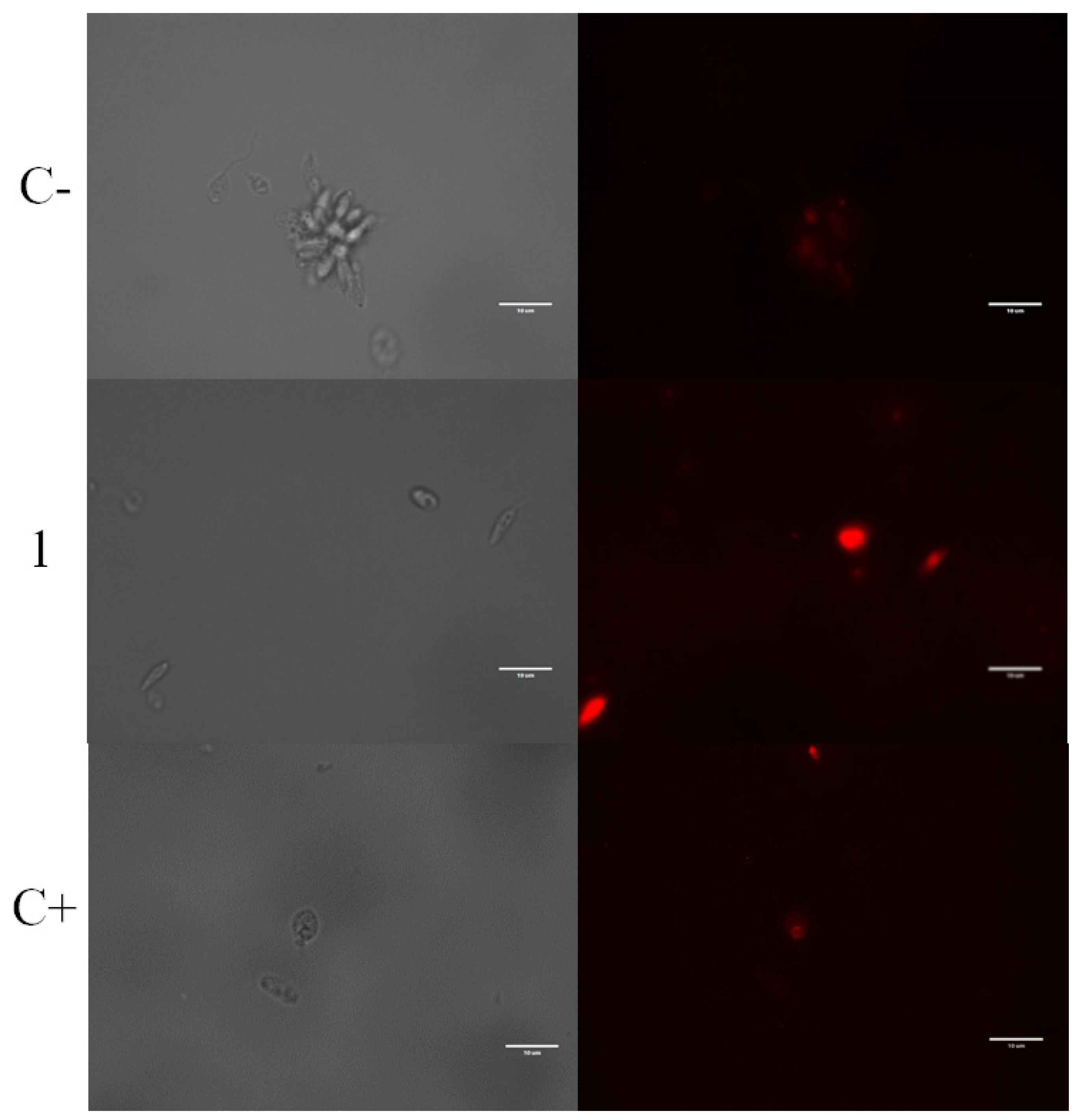 Marinedrugs 21 00333 g003