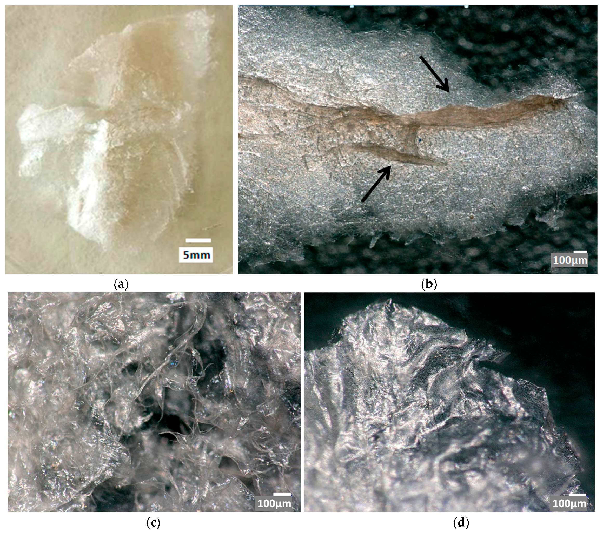 Marinedrugs 21 00334 g003