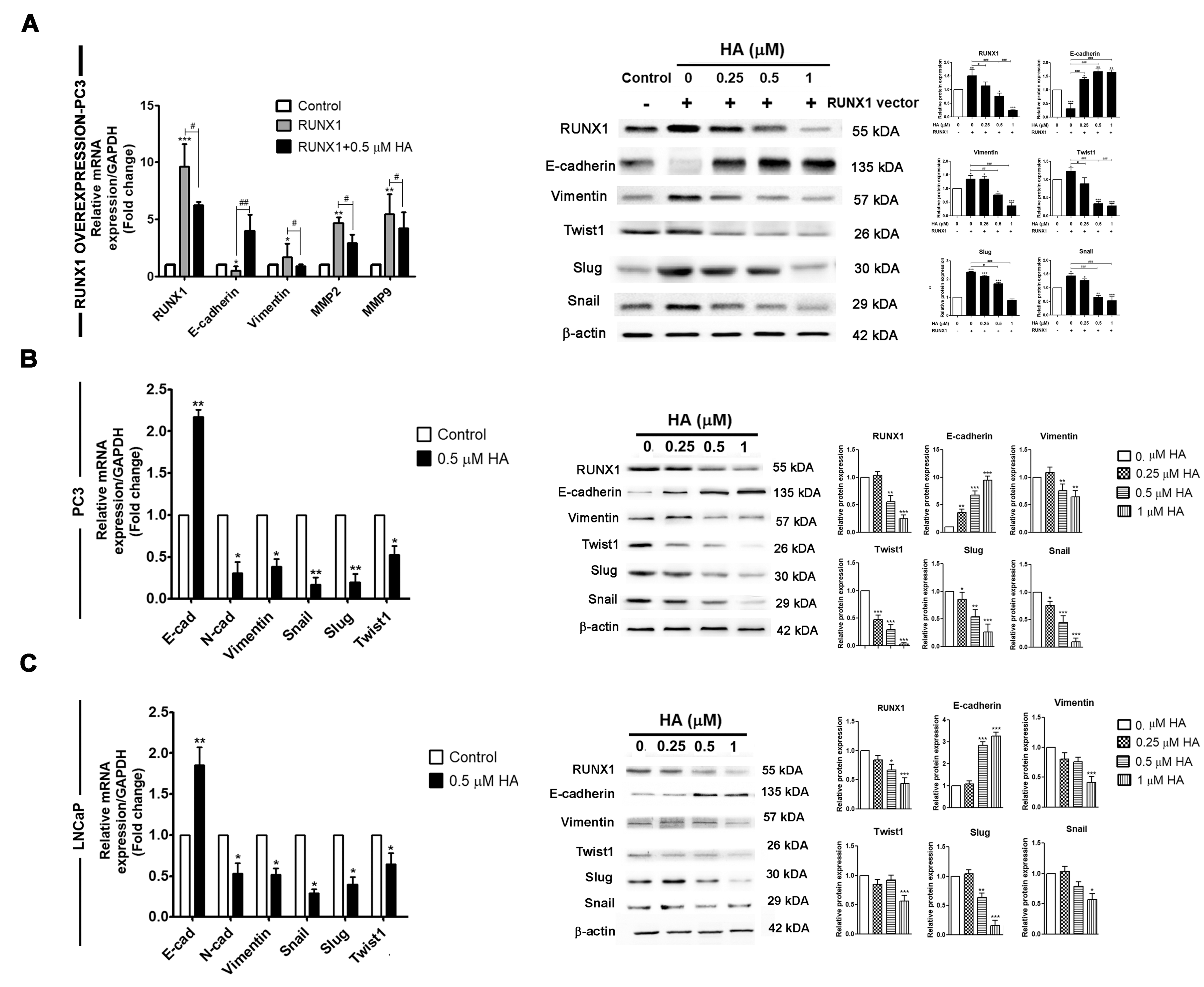 Marinedrugs 21 00345 g004