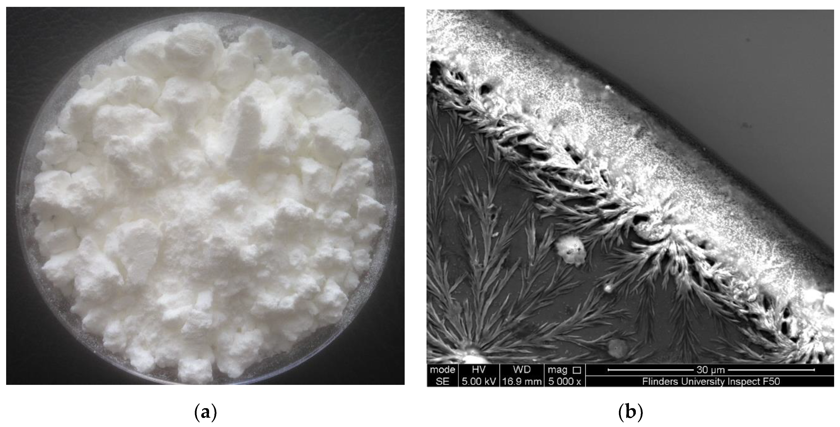 Marinedrugs 21 00358 g001