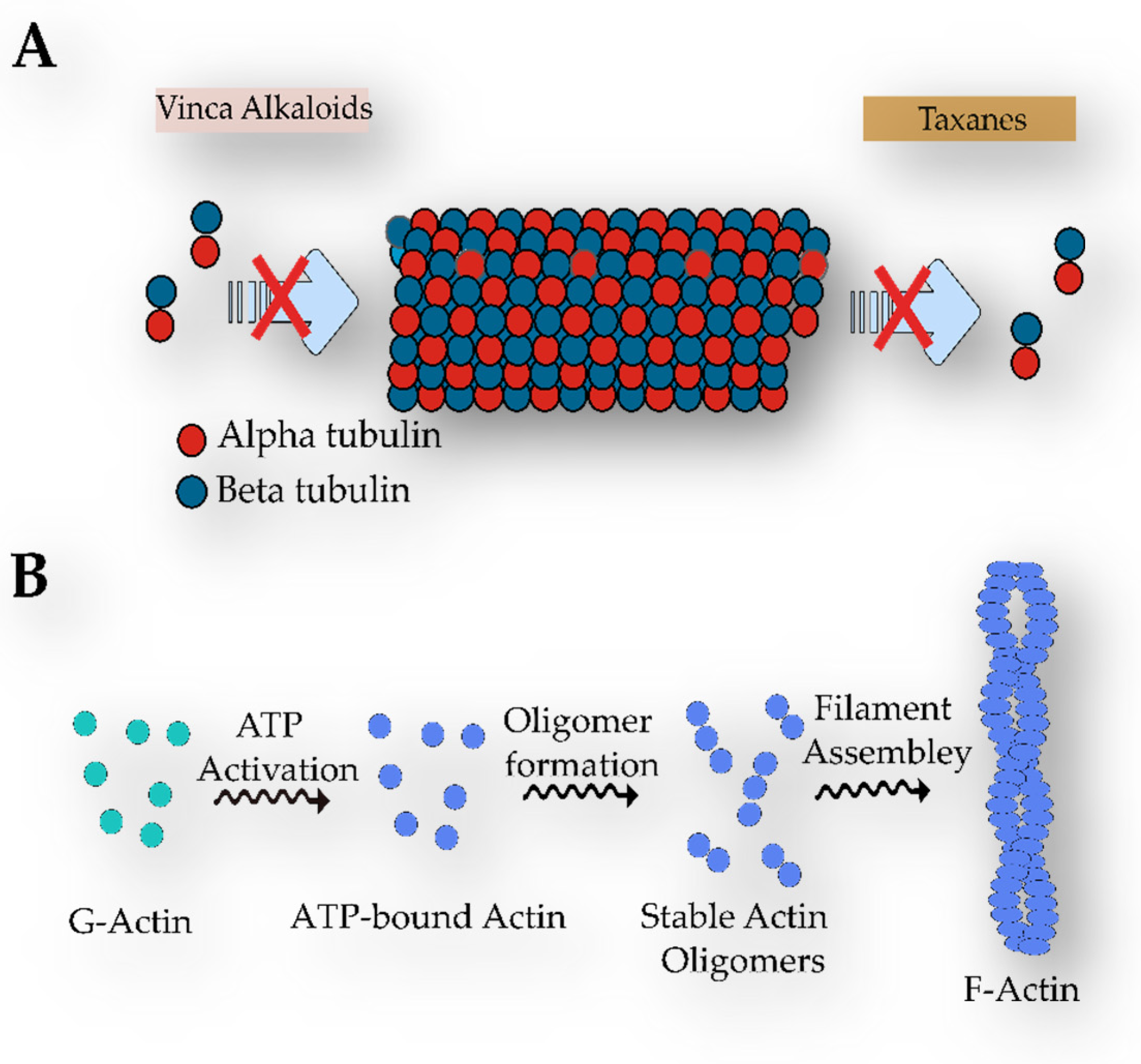 Marinedrugs 21 00359 g027