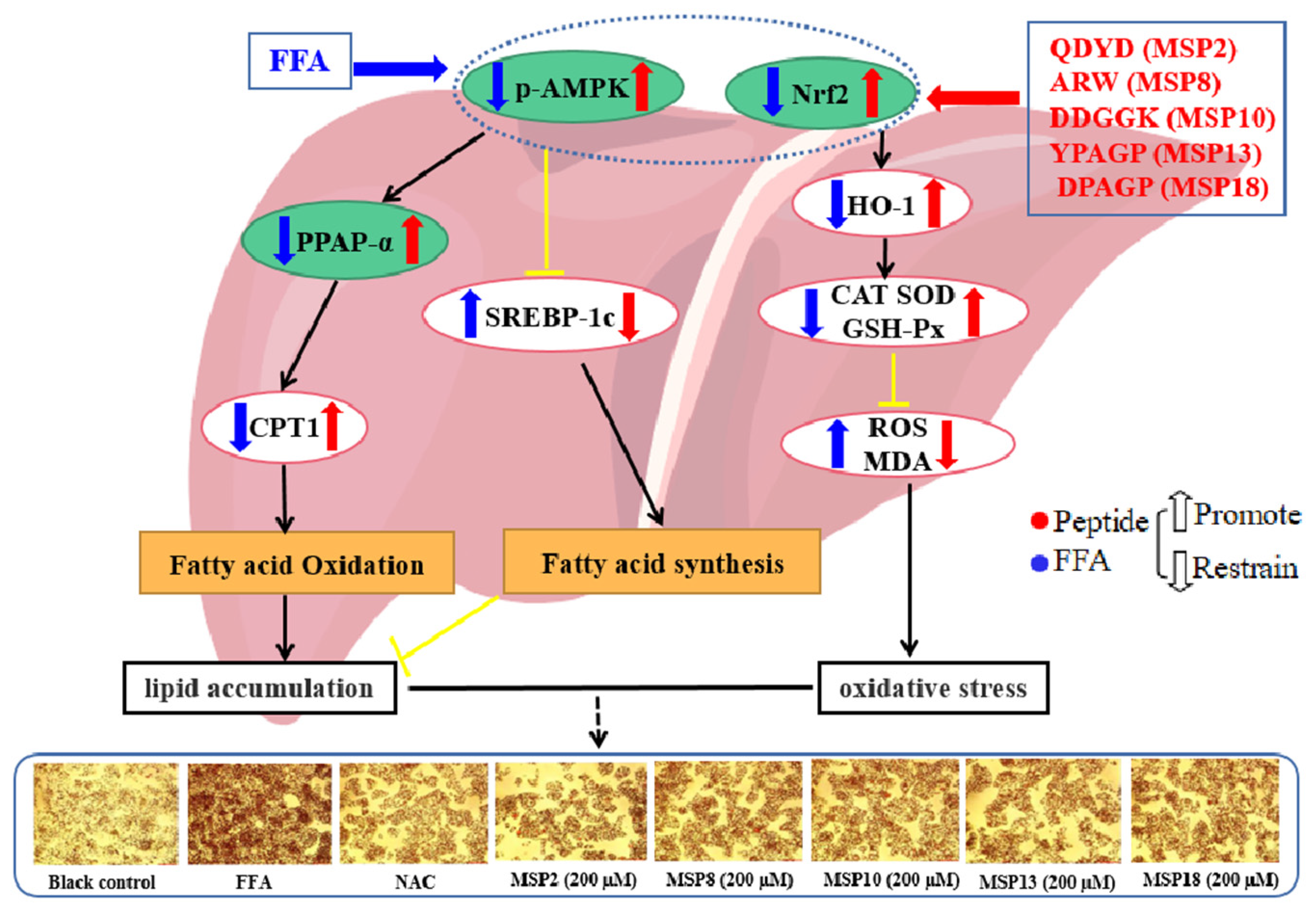 Marinedrugs 21 00360 g011