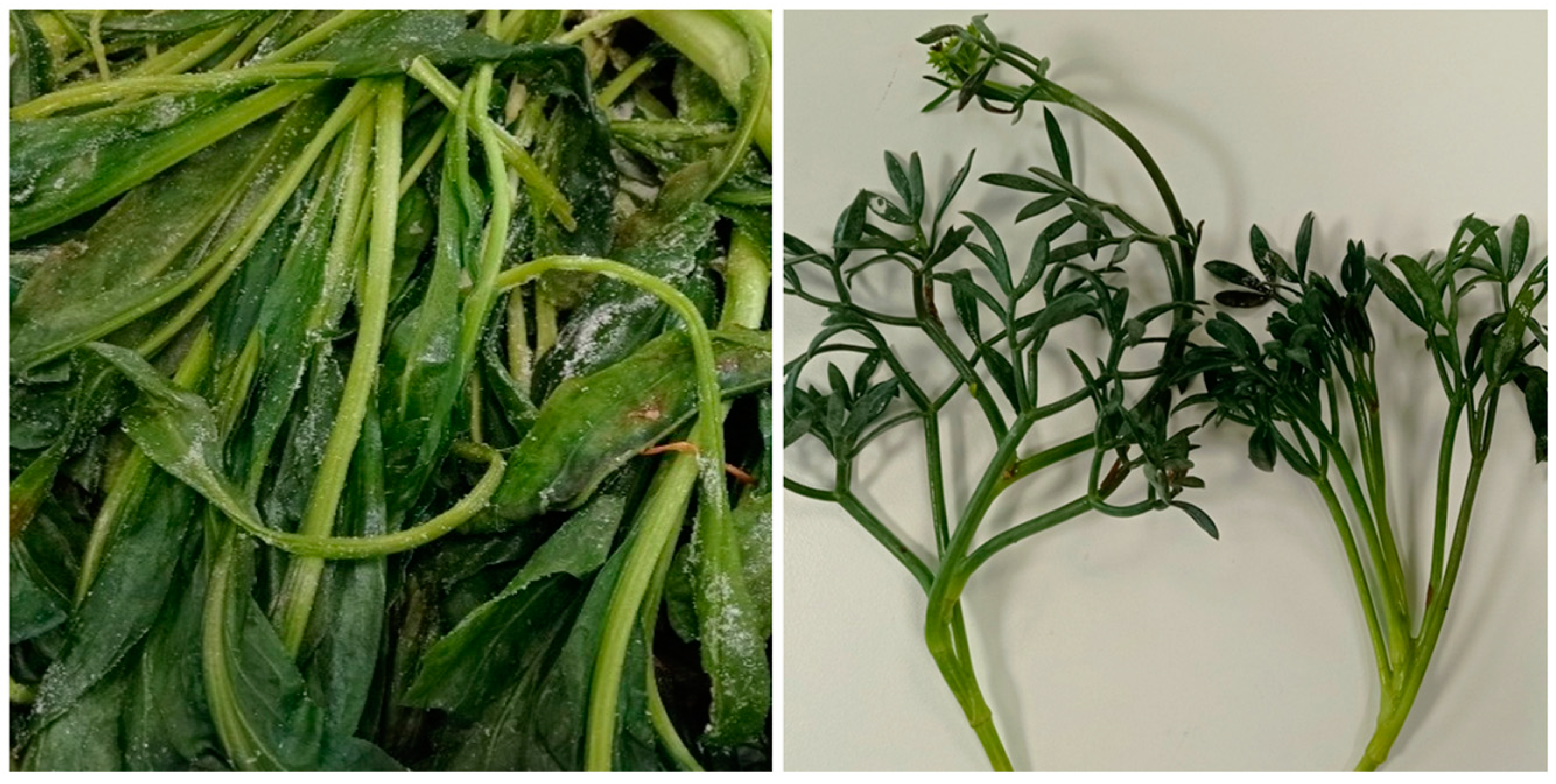 Marinedrugs 21 00380 g002 Marinedrugs 21 00380 g002