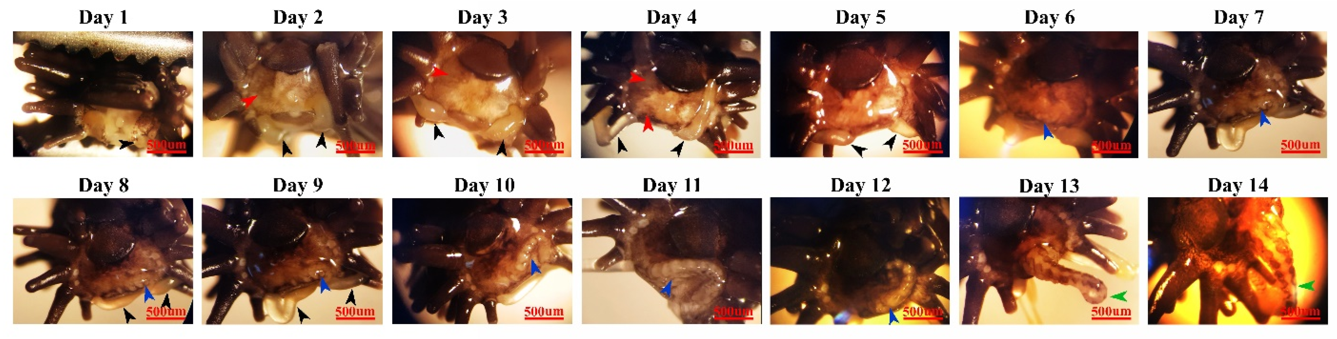 Marinedrugs 21 00381 g001