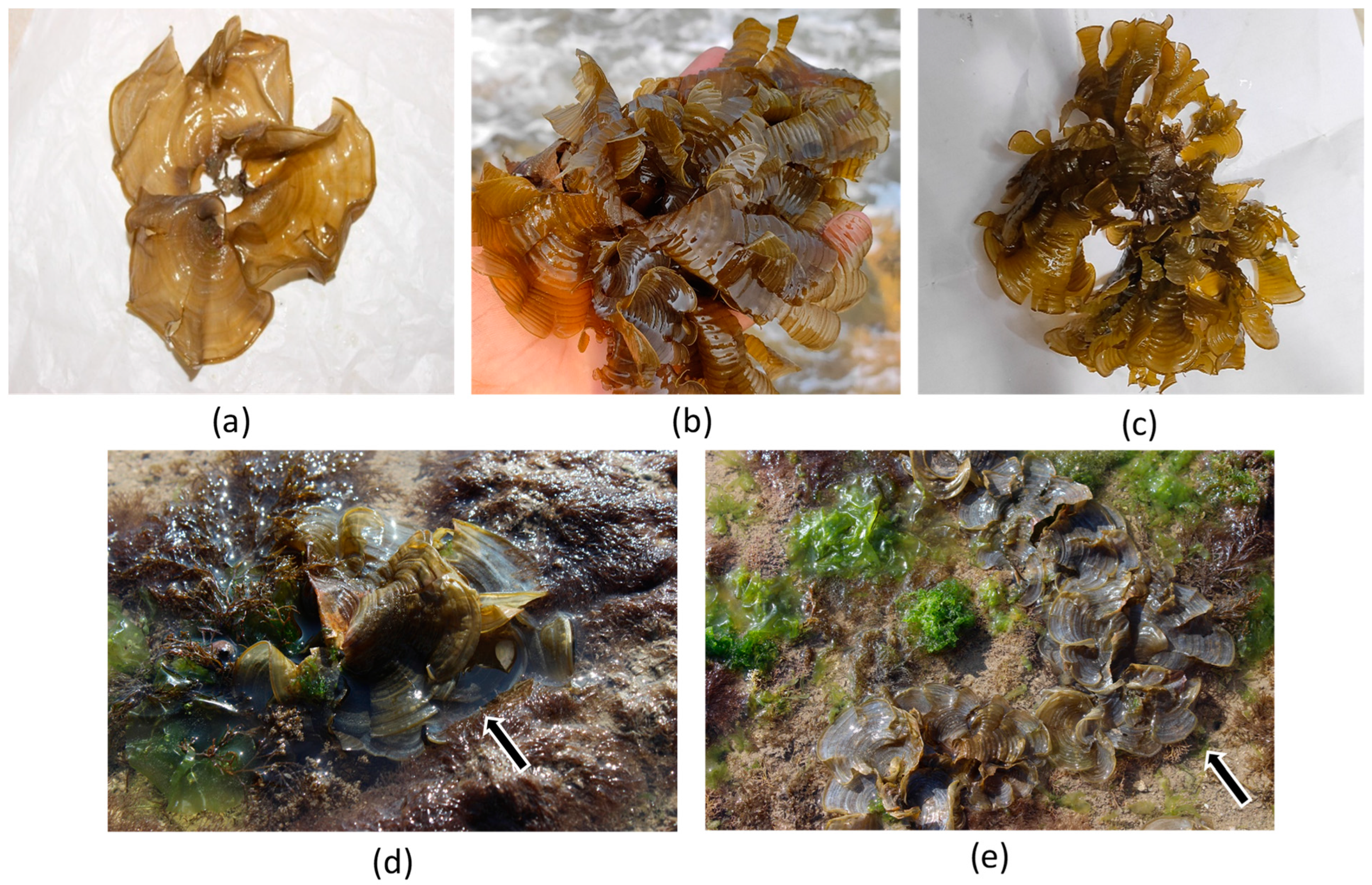 Marinedrugs 21 00385 g007