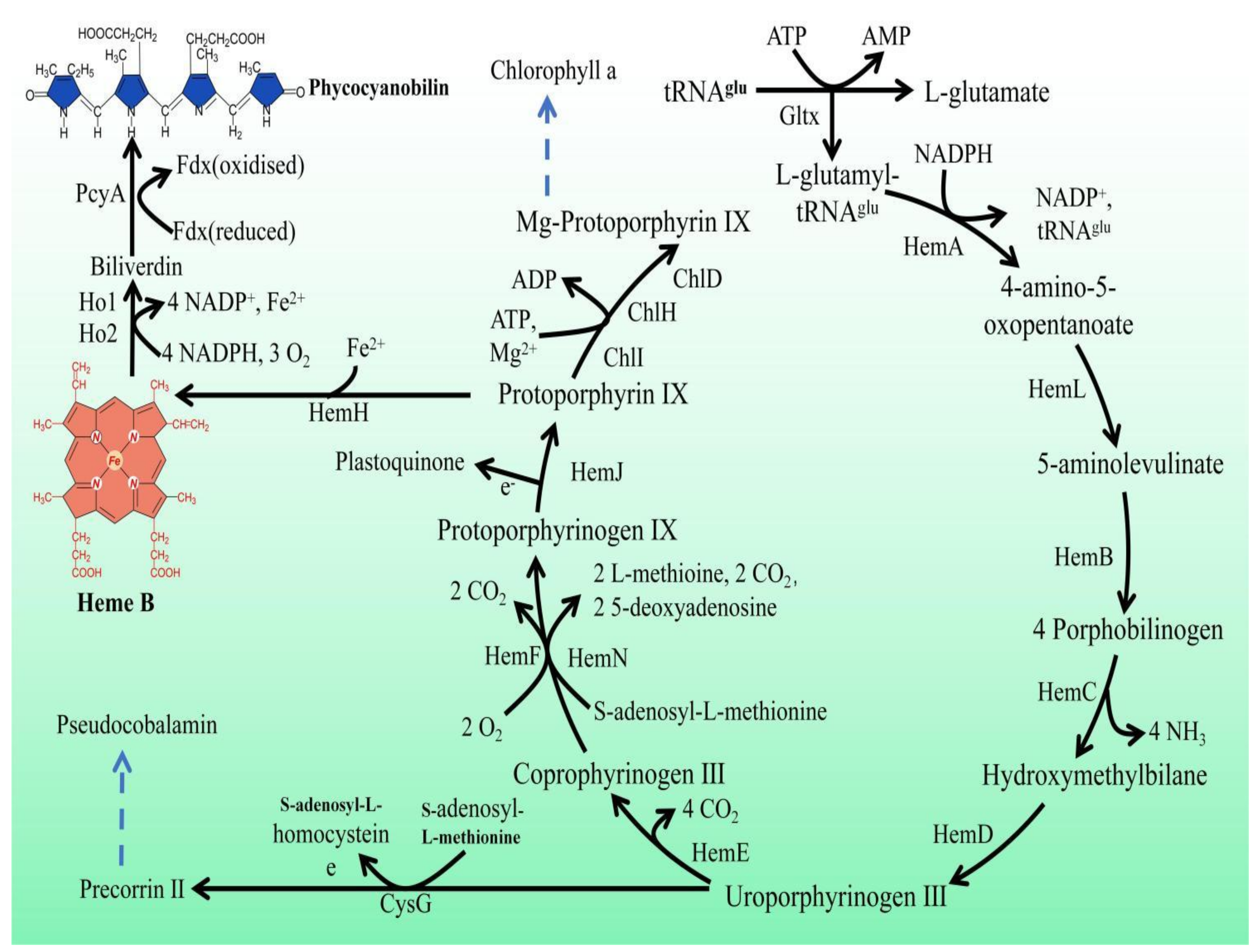 Marinedrugs 21 00403 g001
