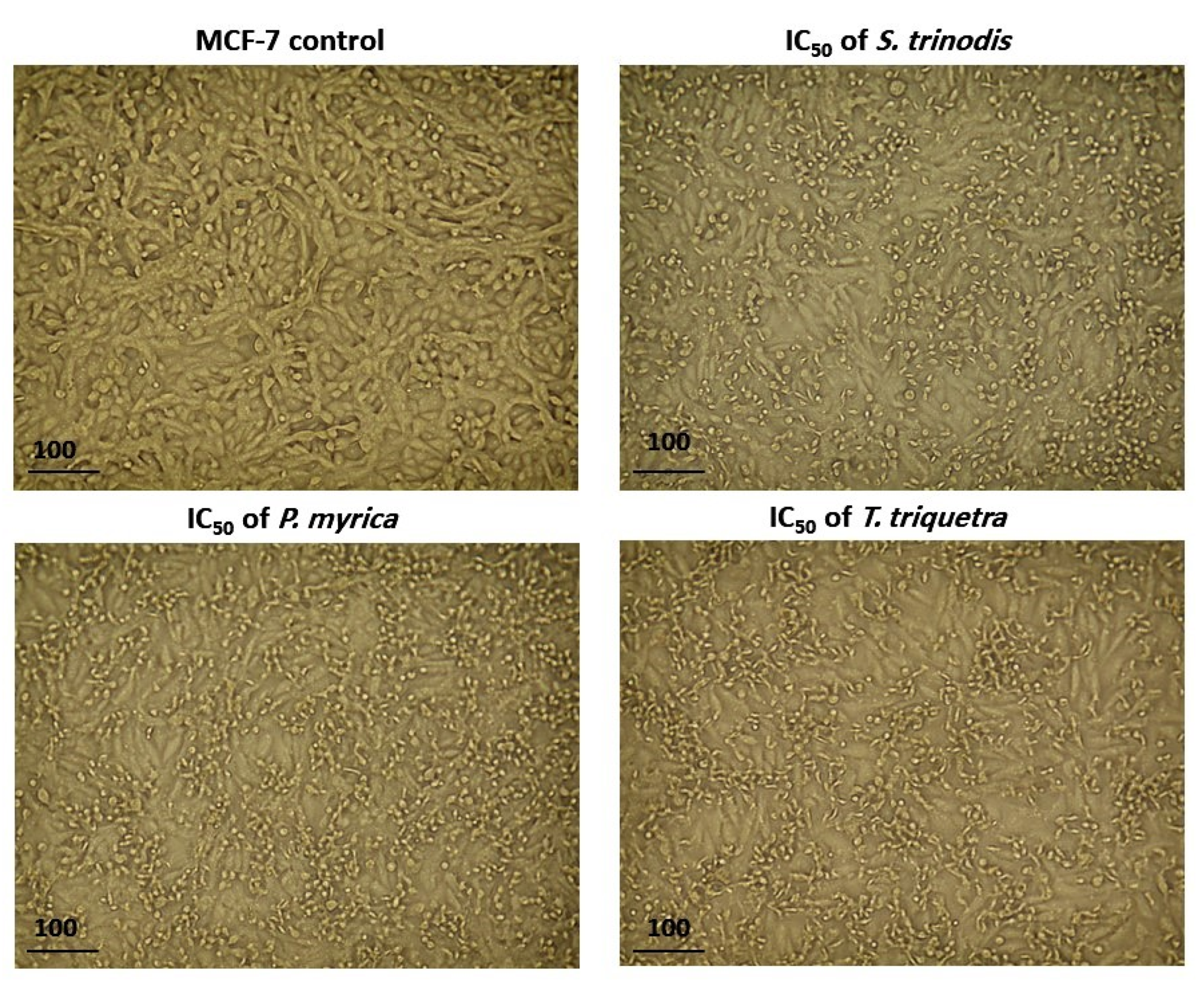 Marinedrugs 21 00404 g005