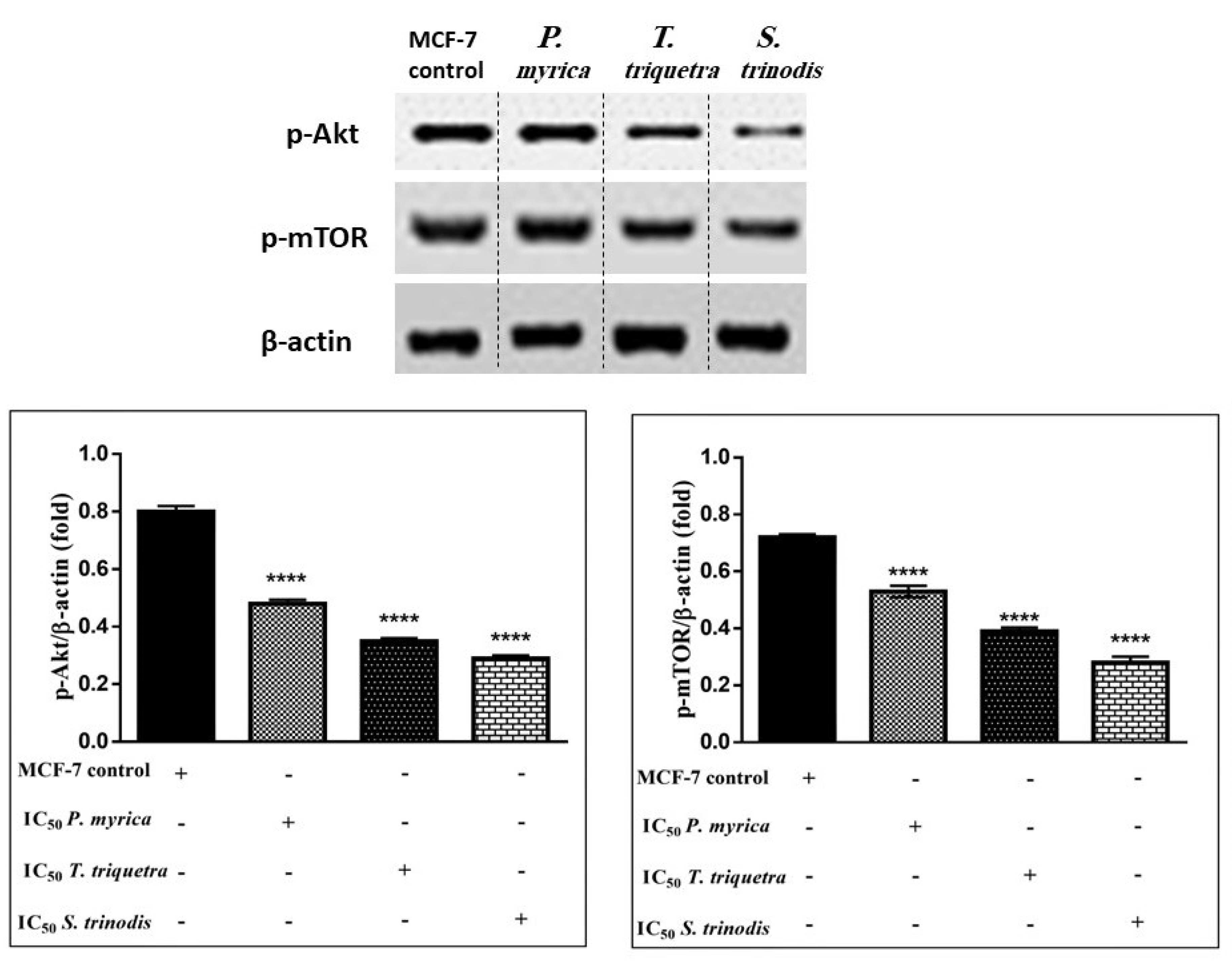 Marinedrugs 21 00404 g008