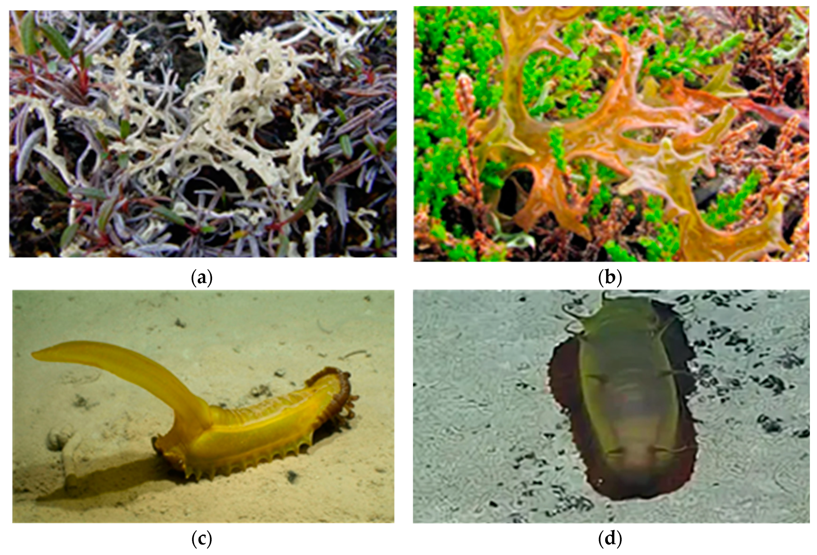 Marinedrugs 21 00407 g005