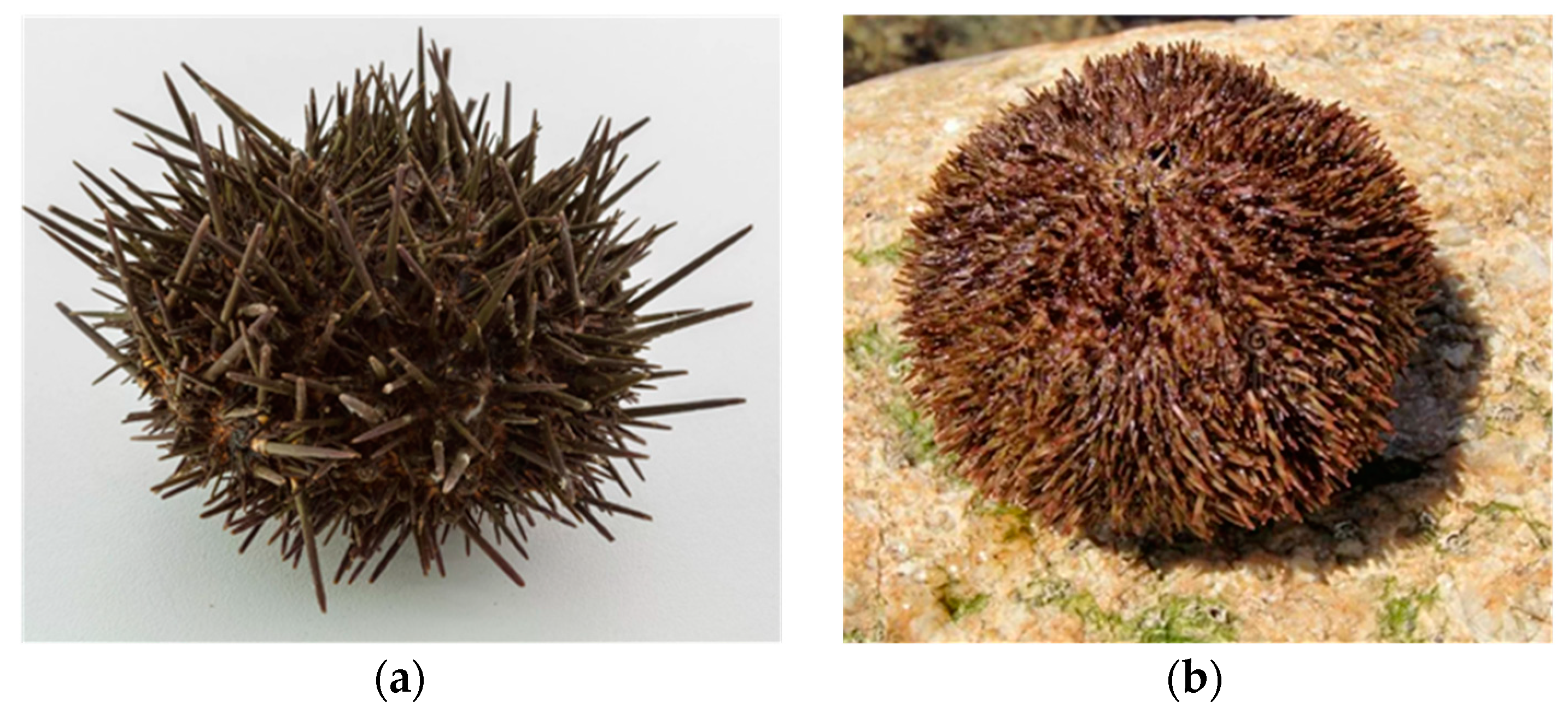 Marinedrugs 21 00407 g021