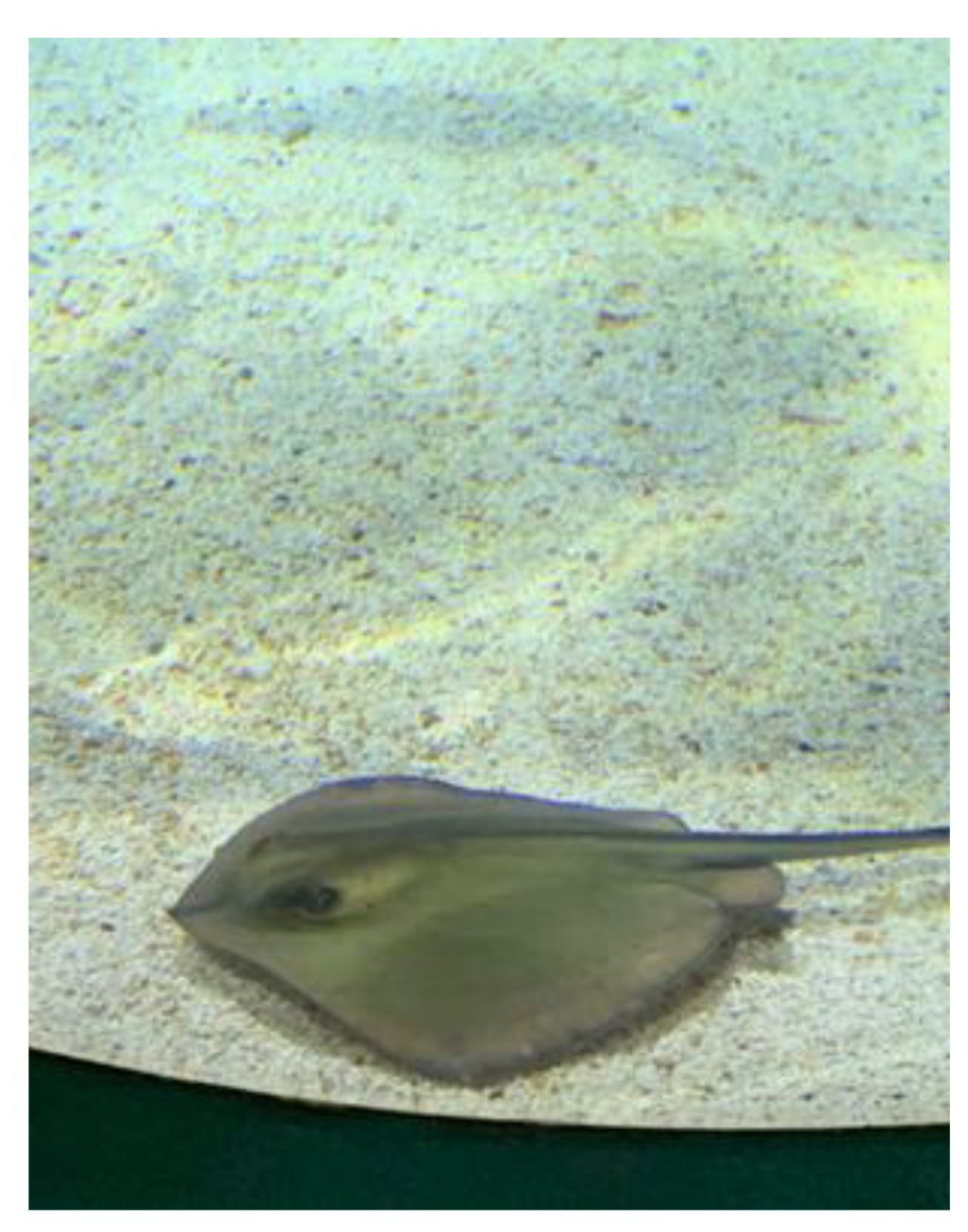 Marinedrugs 21 00408 g013