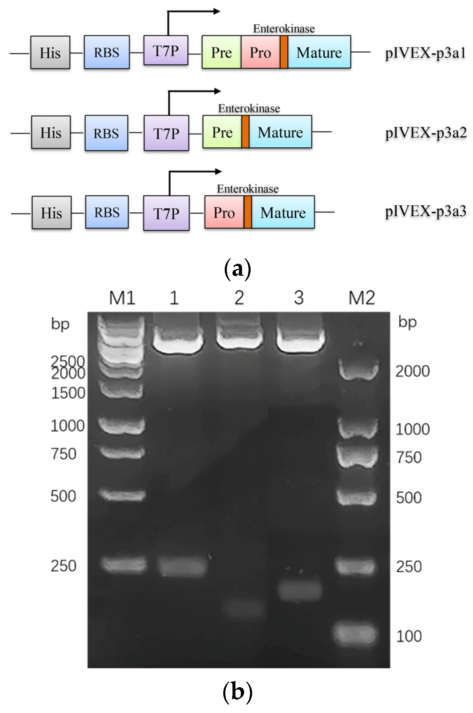 Marinedrugs 21 00421 g001a