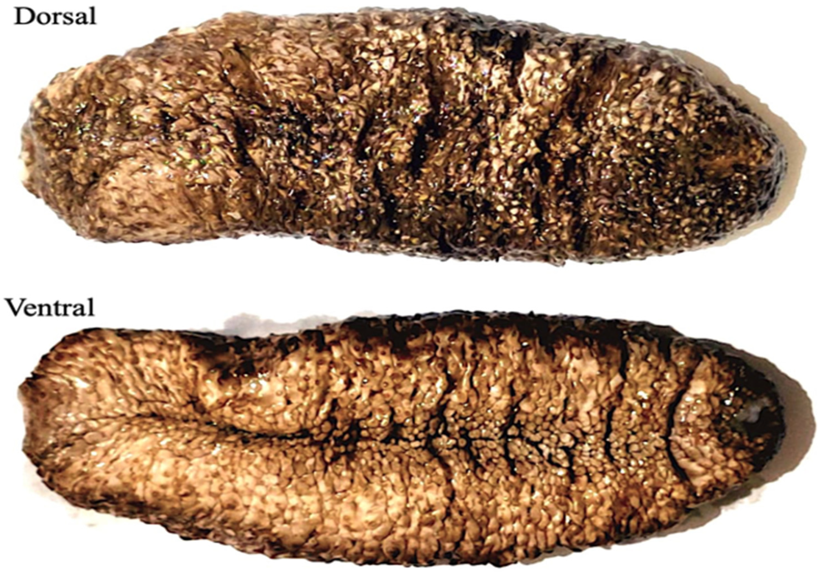 Marinedrugs 21 00437 g001 Marinedrugs 21 00437 g001