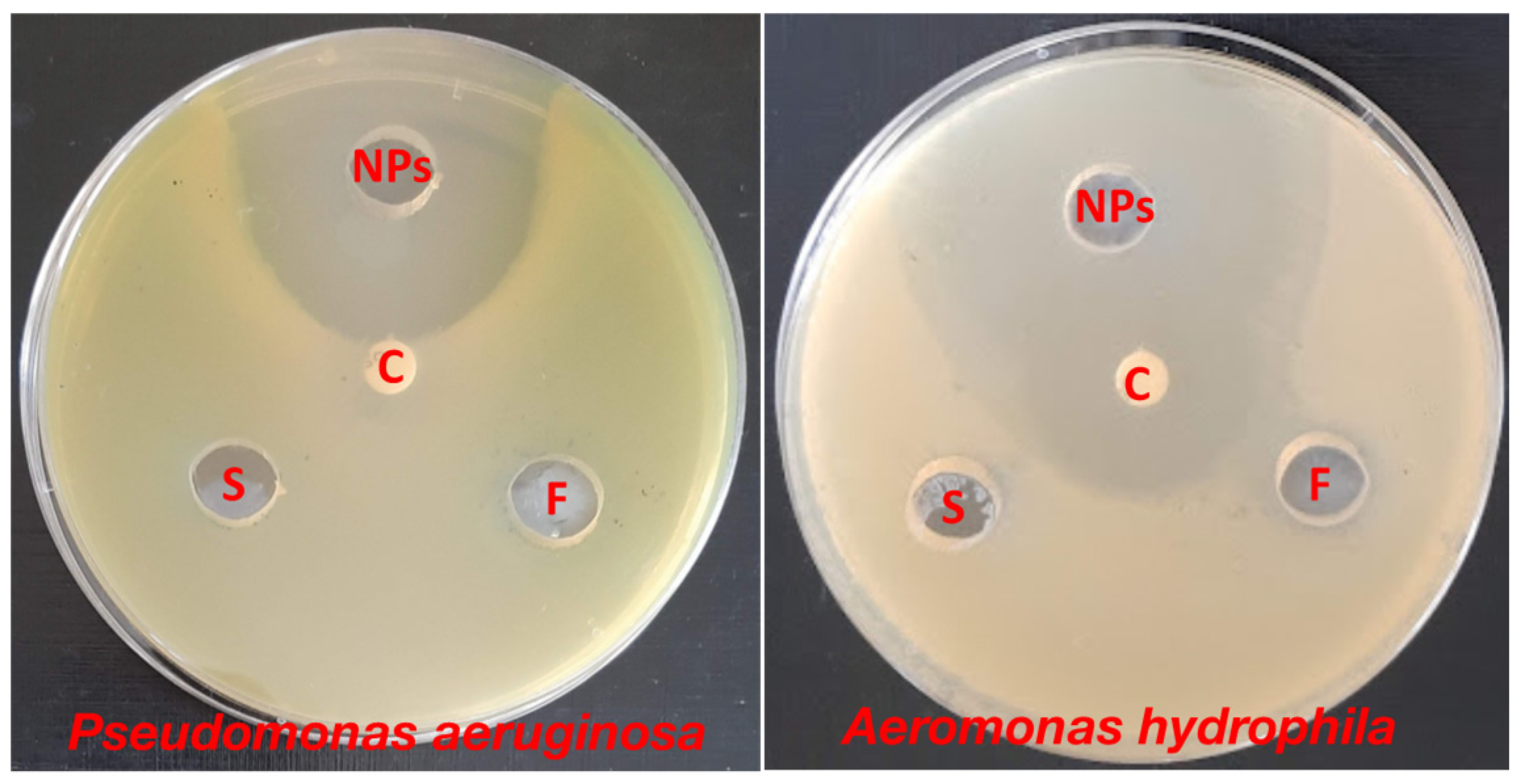 Marinedrugs 21 00437 g003 Marinedrugs 21 00437 g003