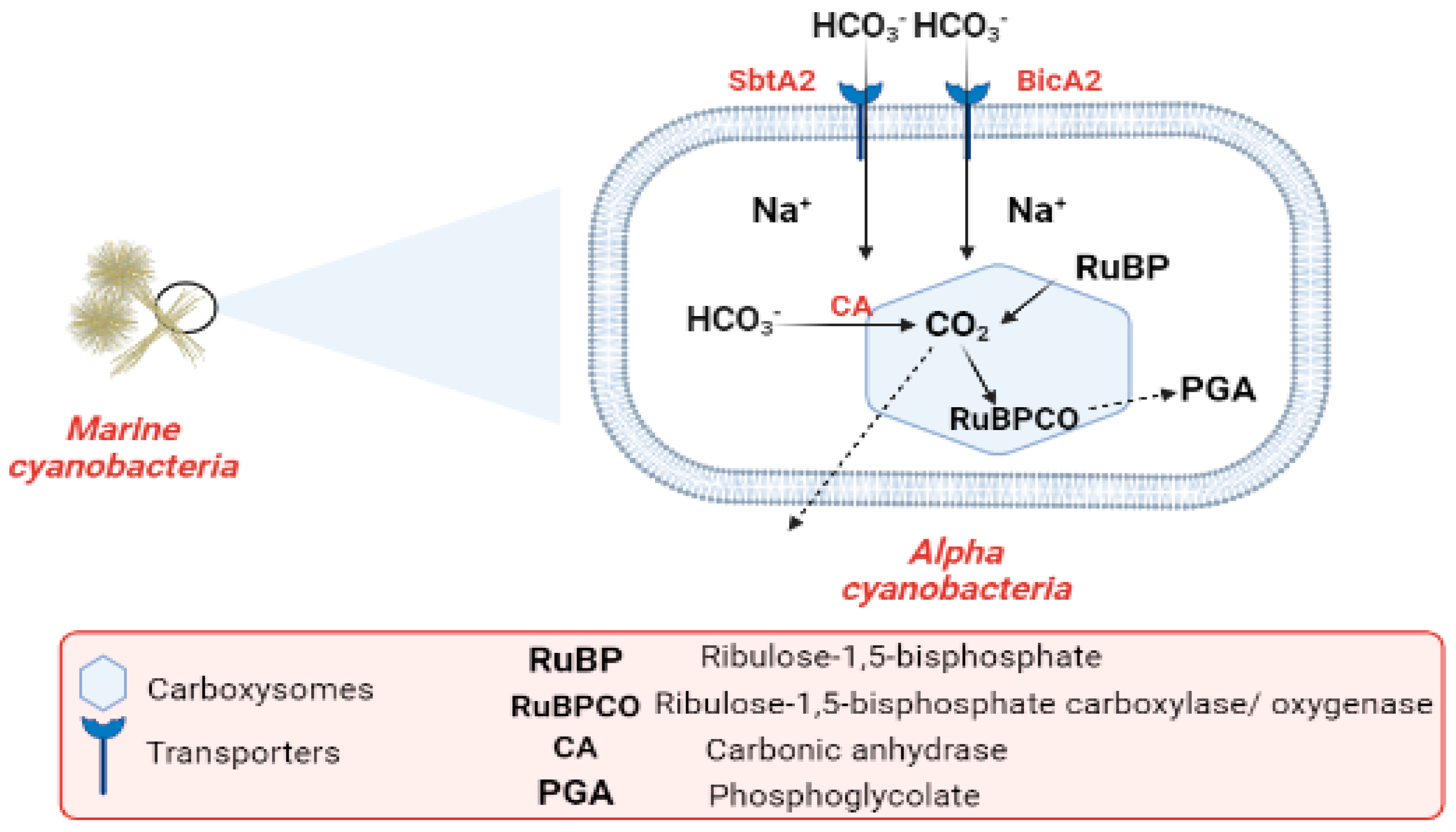 Marinedrugs 21 00439 g006 Marinedrugs 21 00439 g006