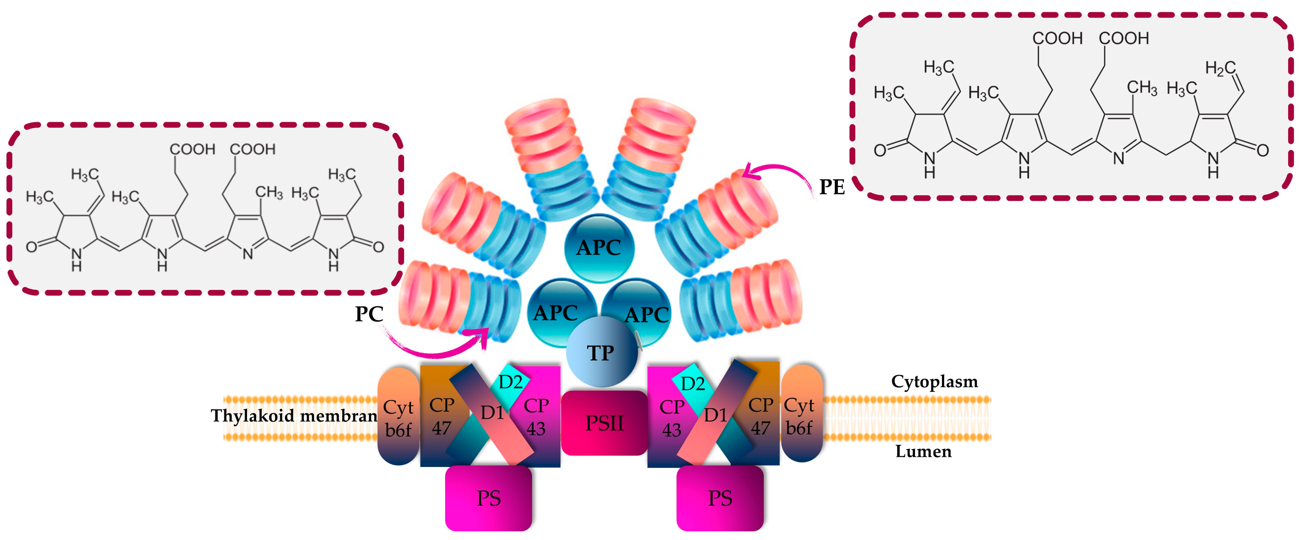 Marinedrugs 21 00440 g001