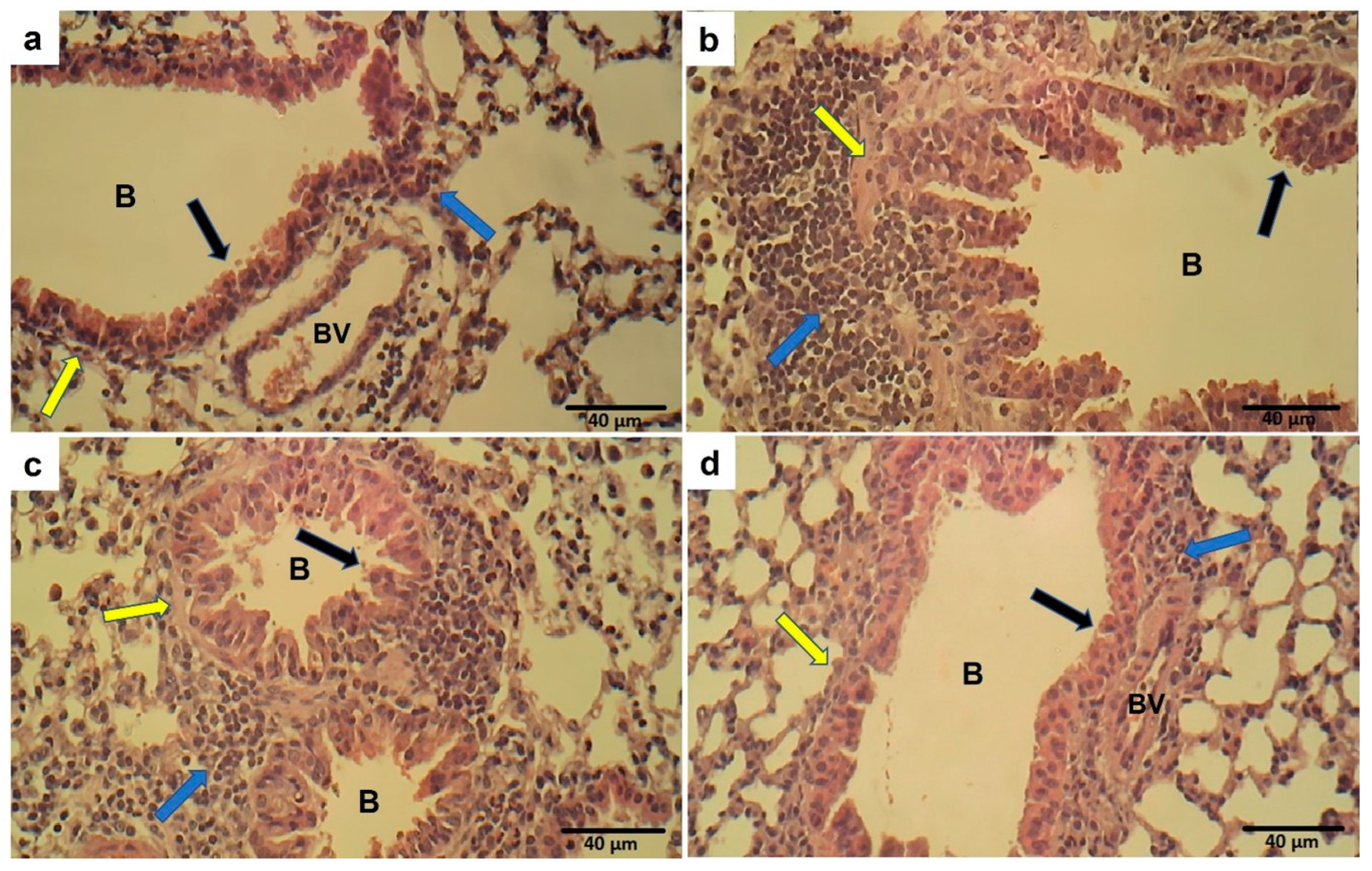 Marinedrugs 21 00455 g014