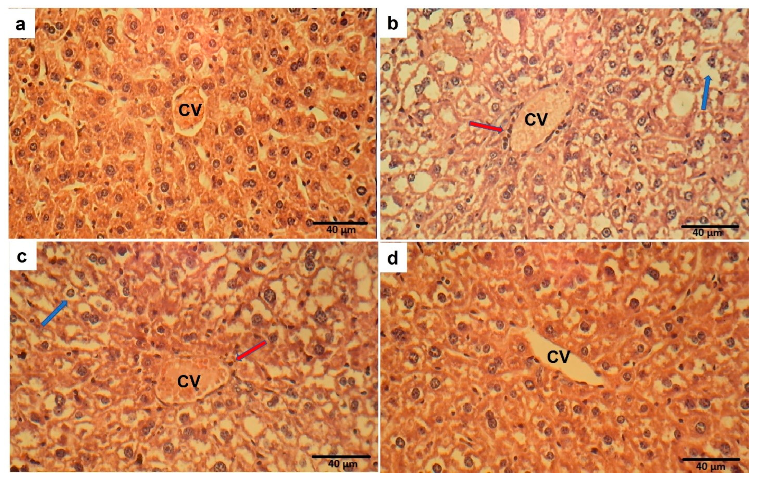 Marinedrugs 21 00455 g015