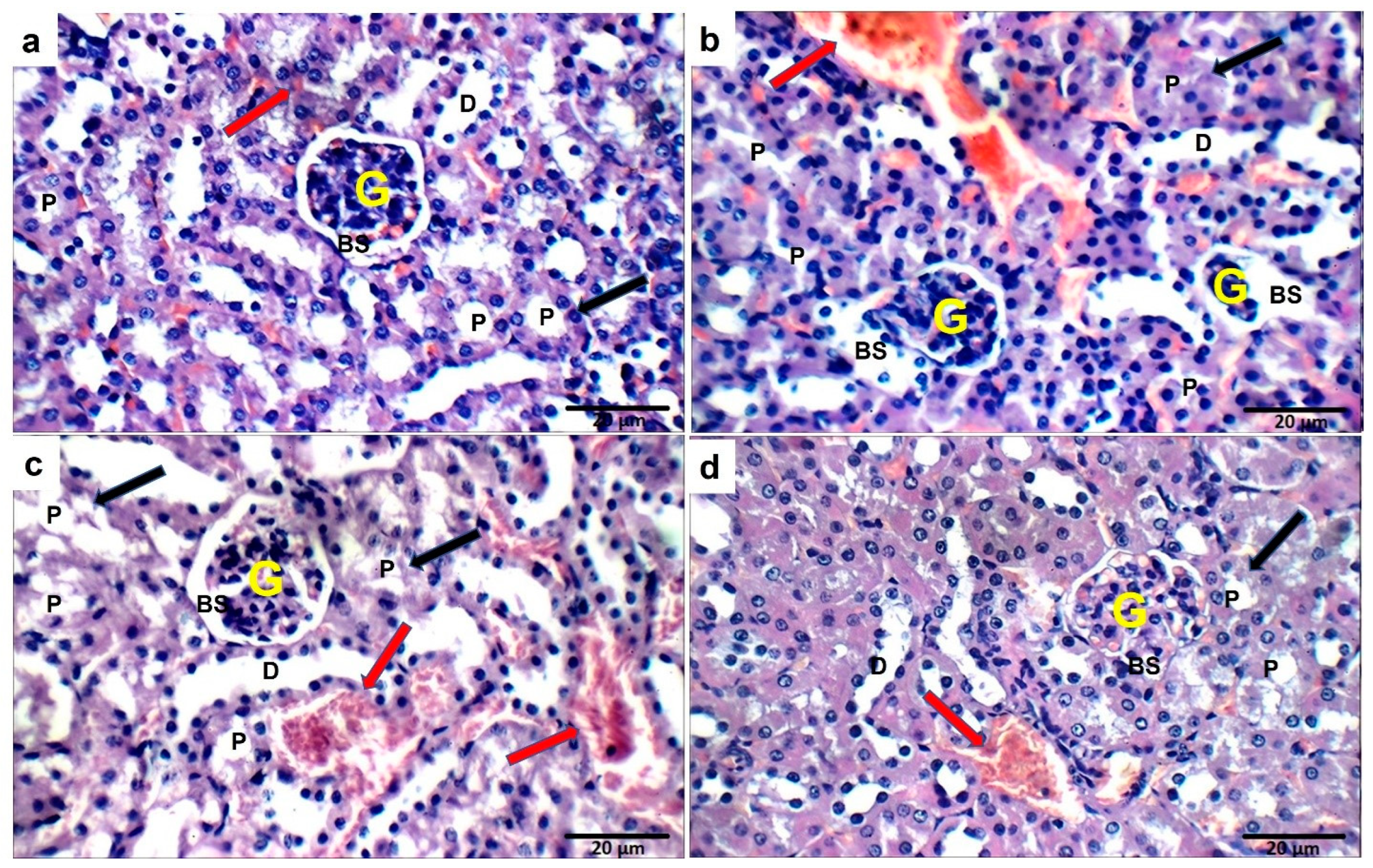 Marinedrugs 21 00455 g016