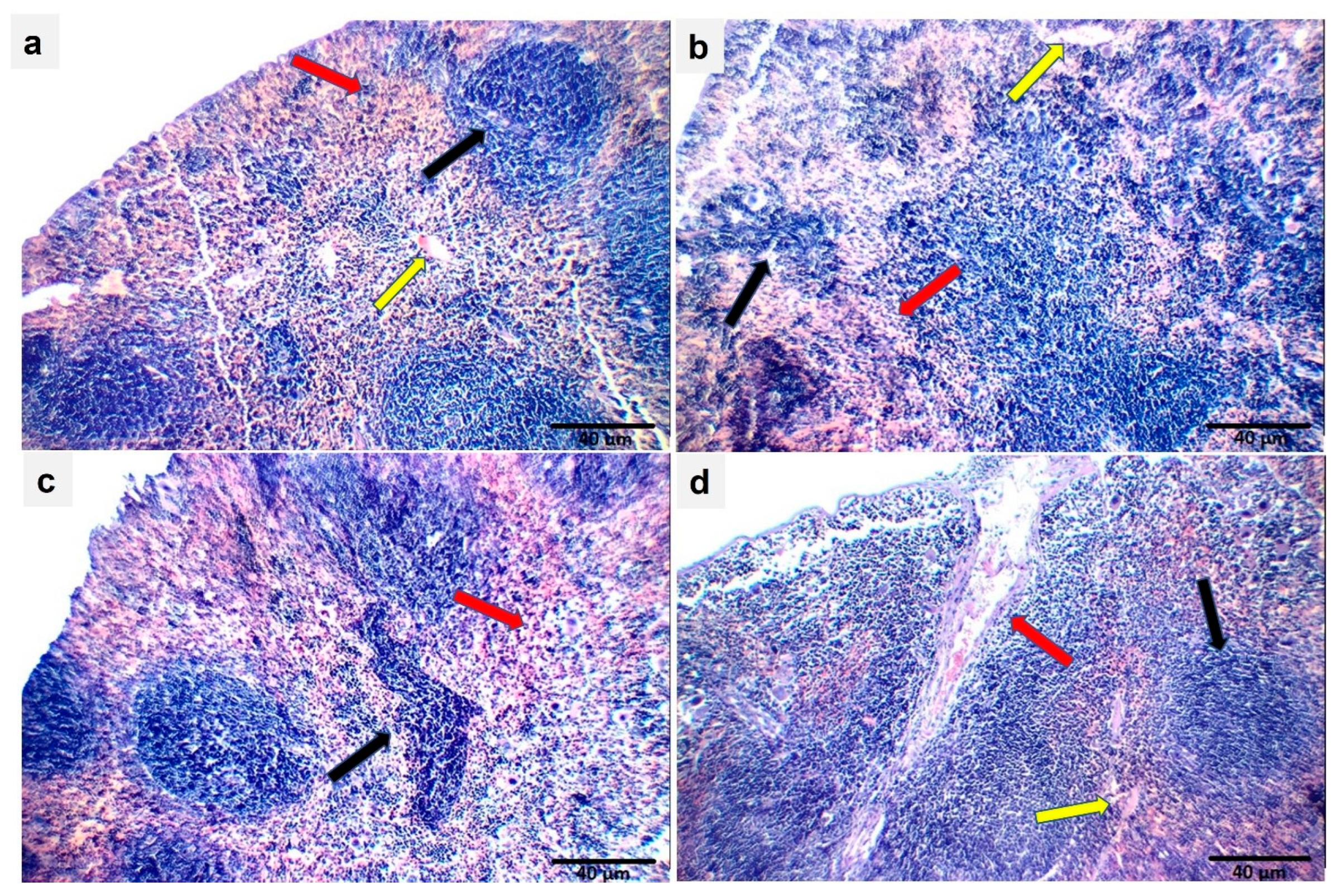 Marinedrugs 21 00455 g017