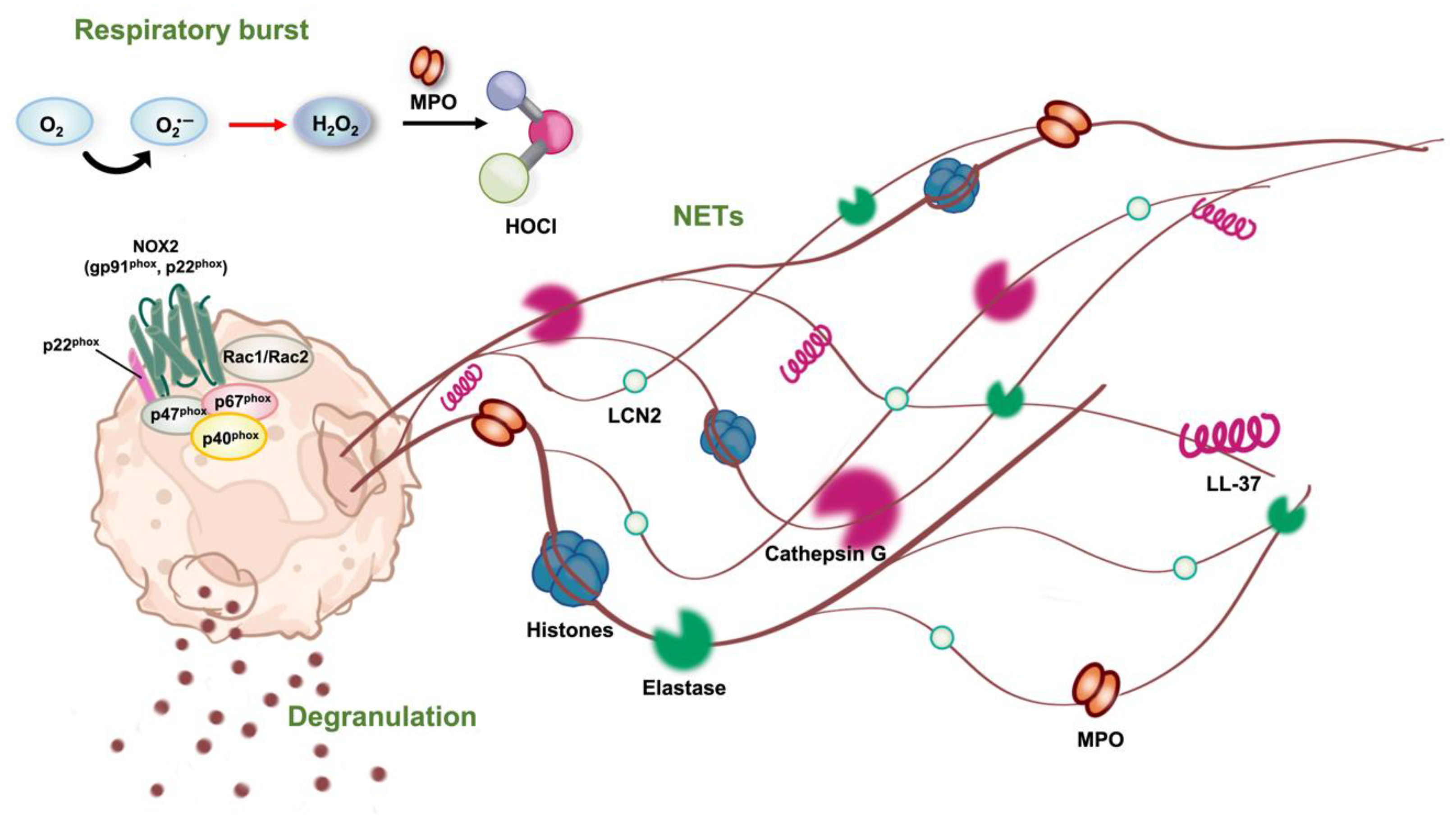Marinedrugs 21 00456 g001