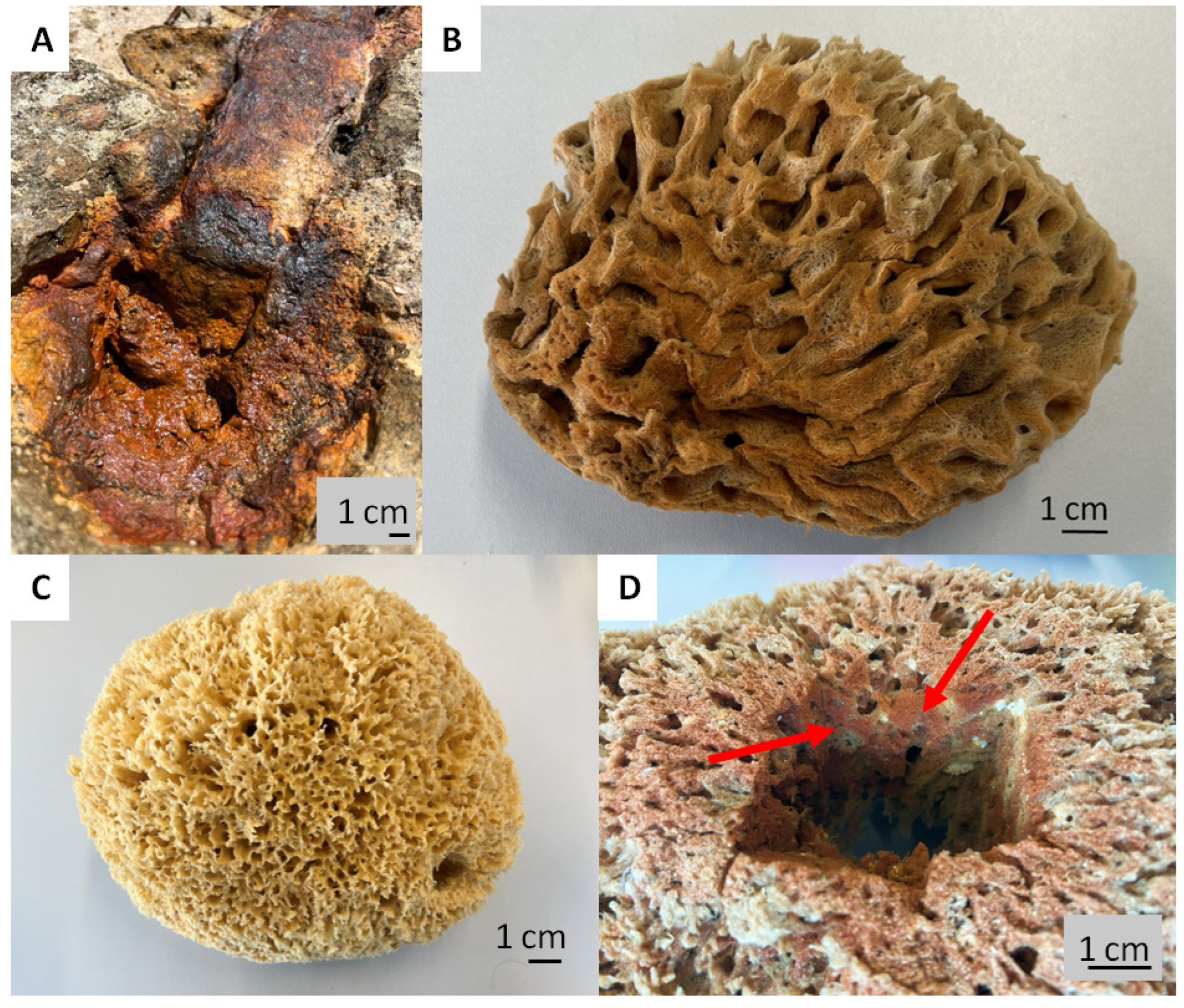 Marinedrugs 21 00460 g001