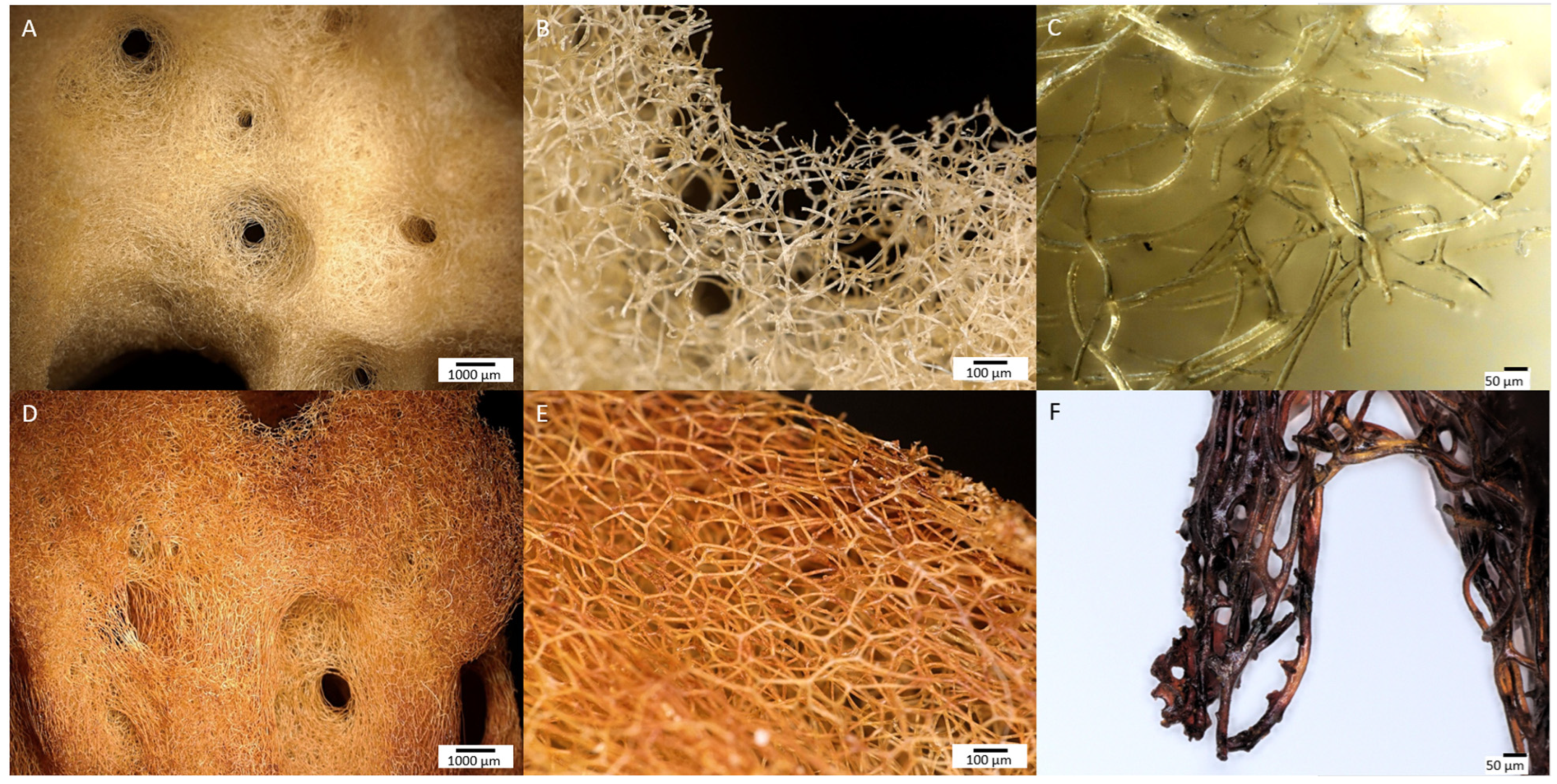 Marinedrugs 21 00460 g003