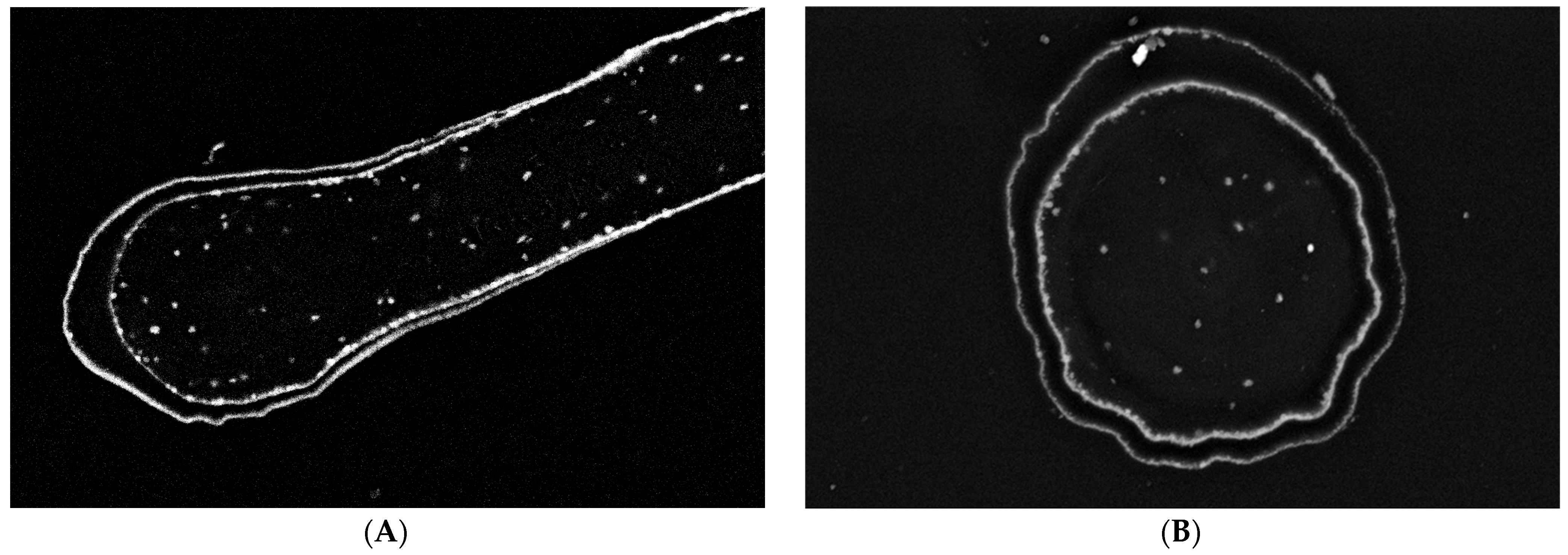 Marinedrugs 21 00460 g006