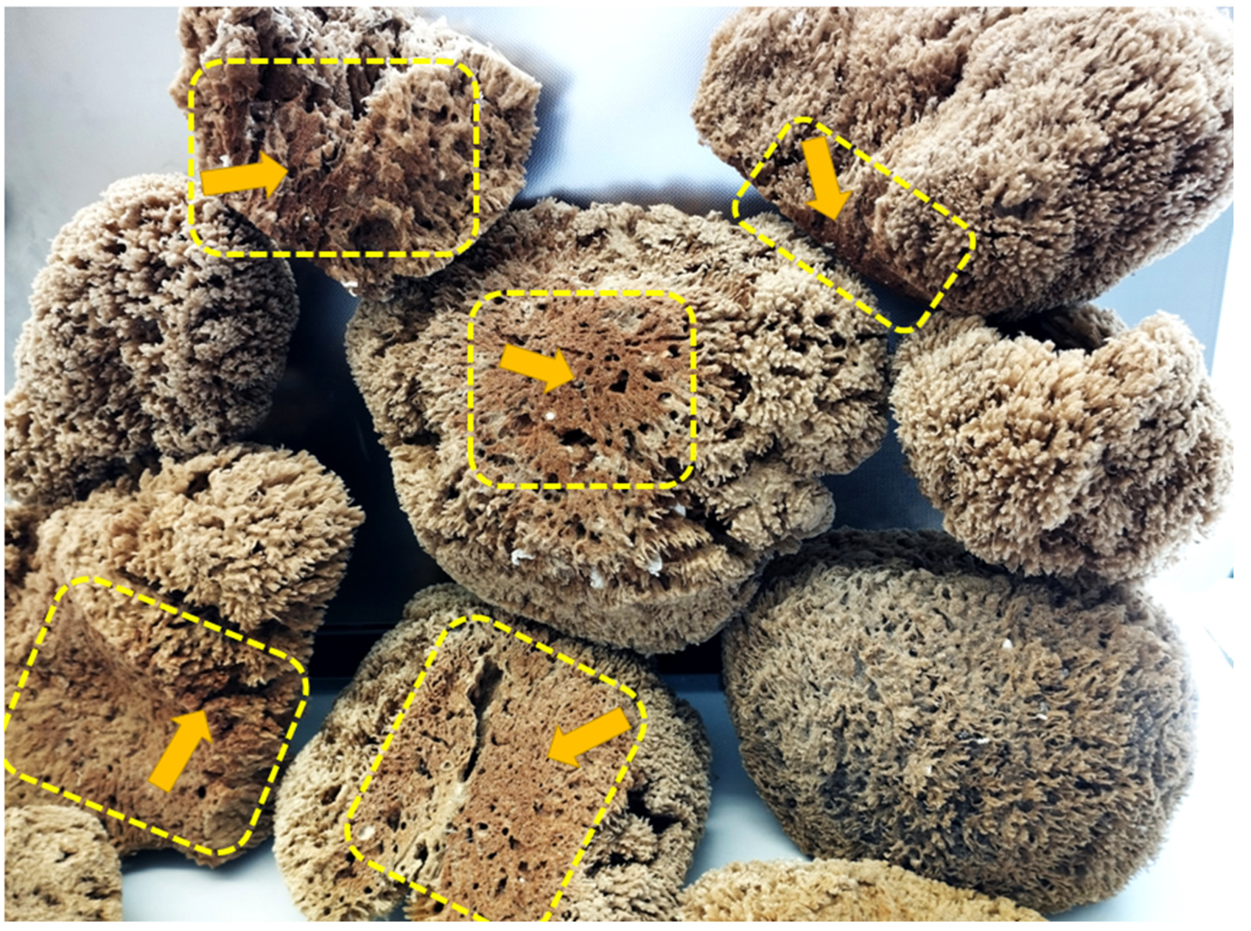 Marinedrugs 21 00460 g013