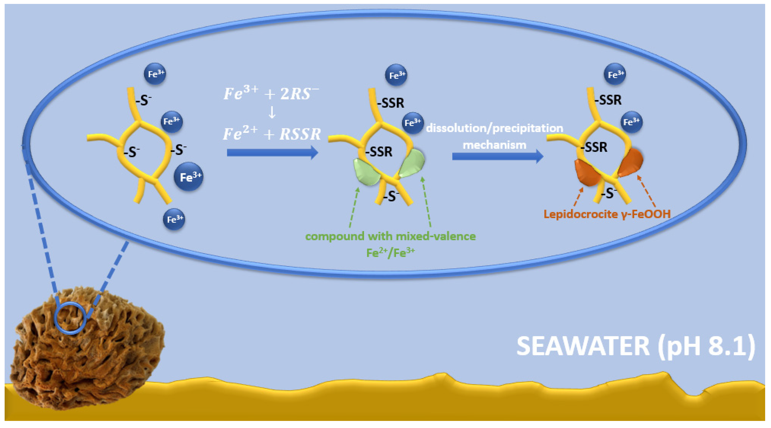 Marinedrugs 21 00460 g014