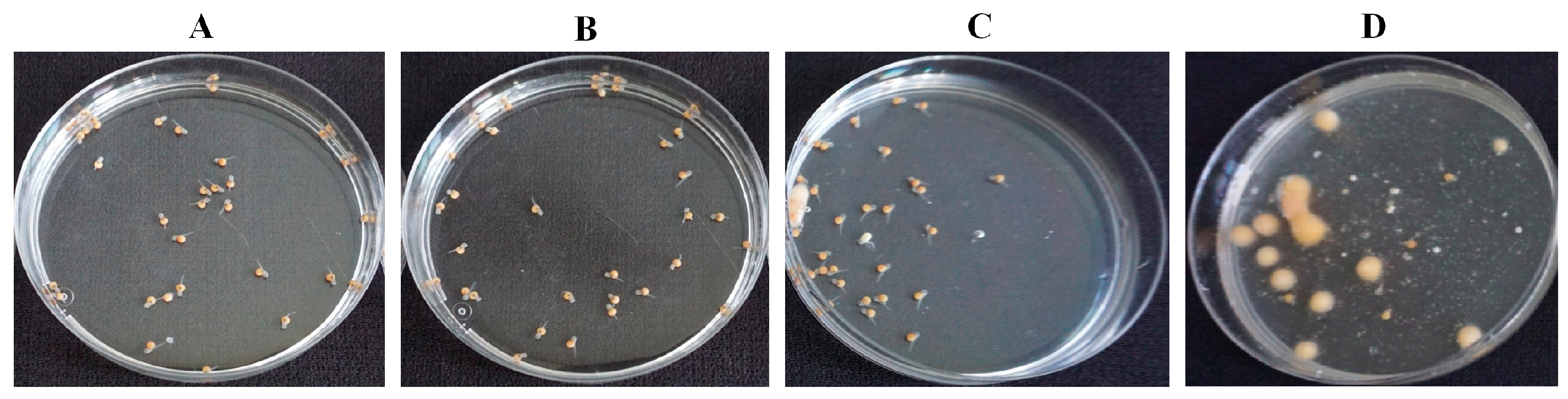 Marinedrugs 21 00476 g006