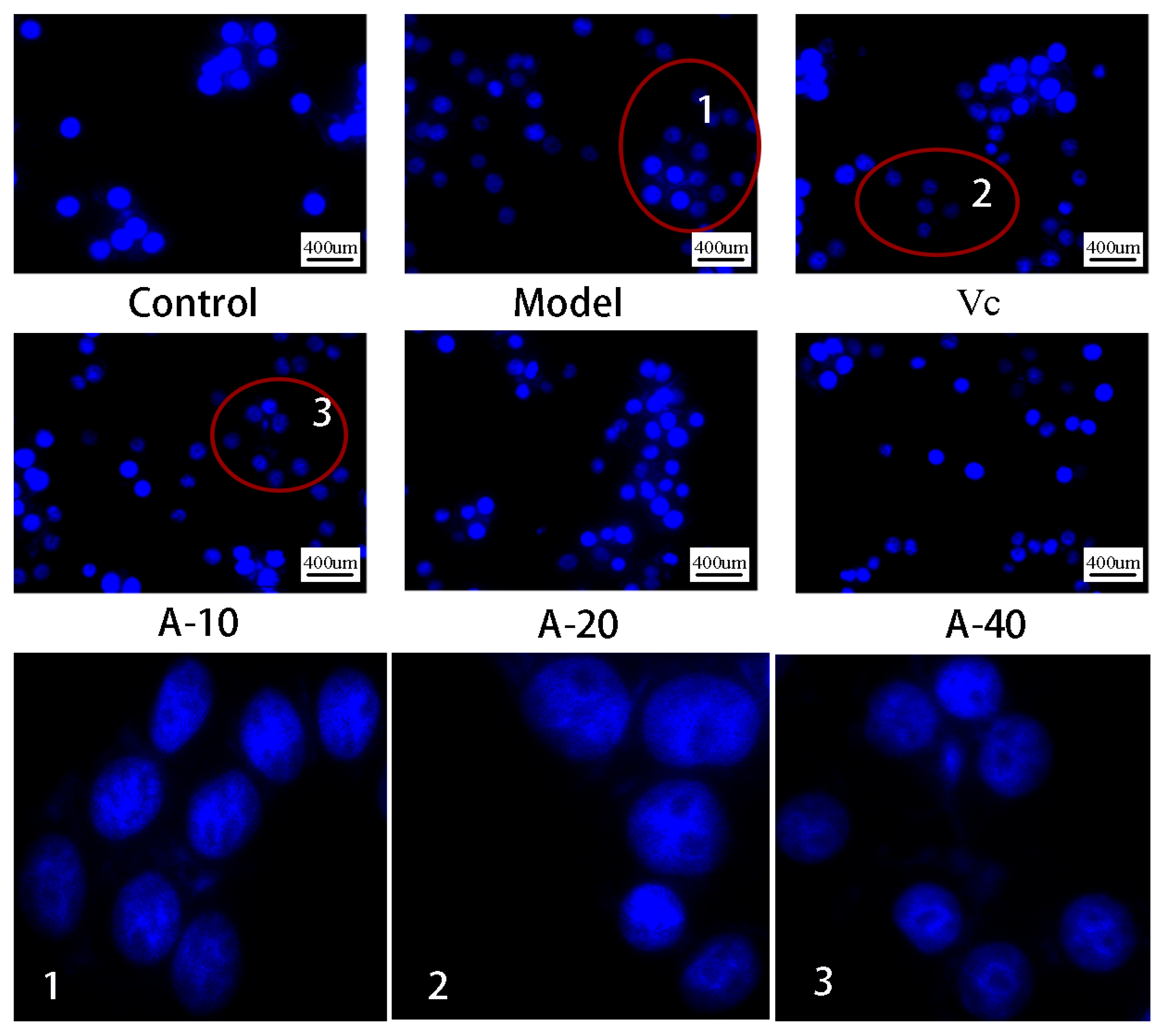 Marinedrugs 21 00477 g004