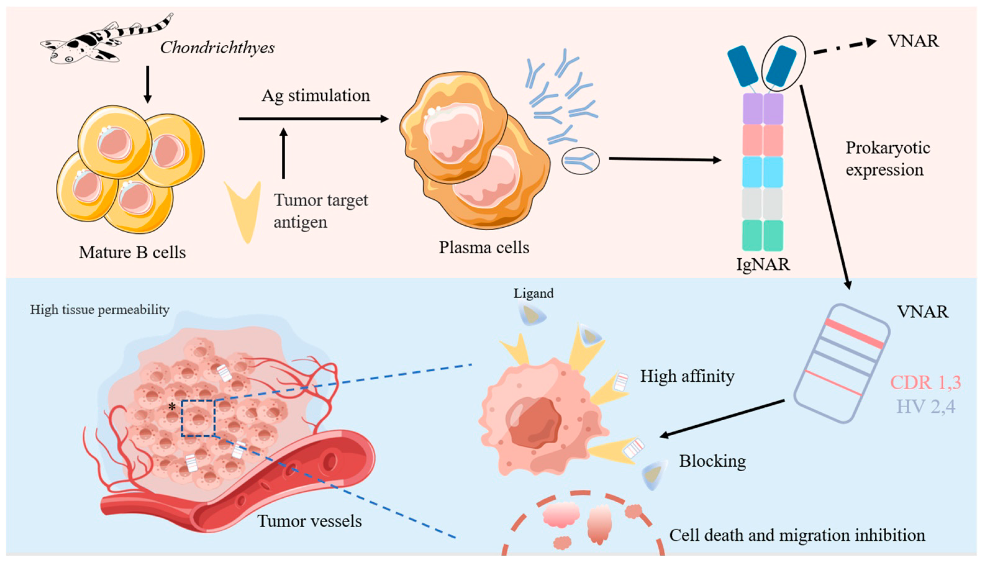 Marinedrugs 21 00496 g005