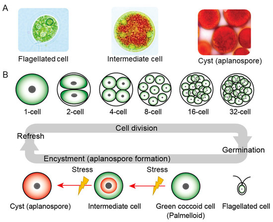 Marinedrugs 21 00514 g009