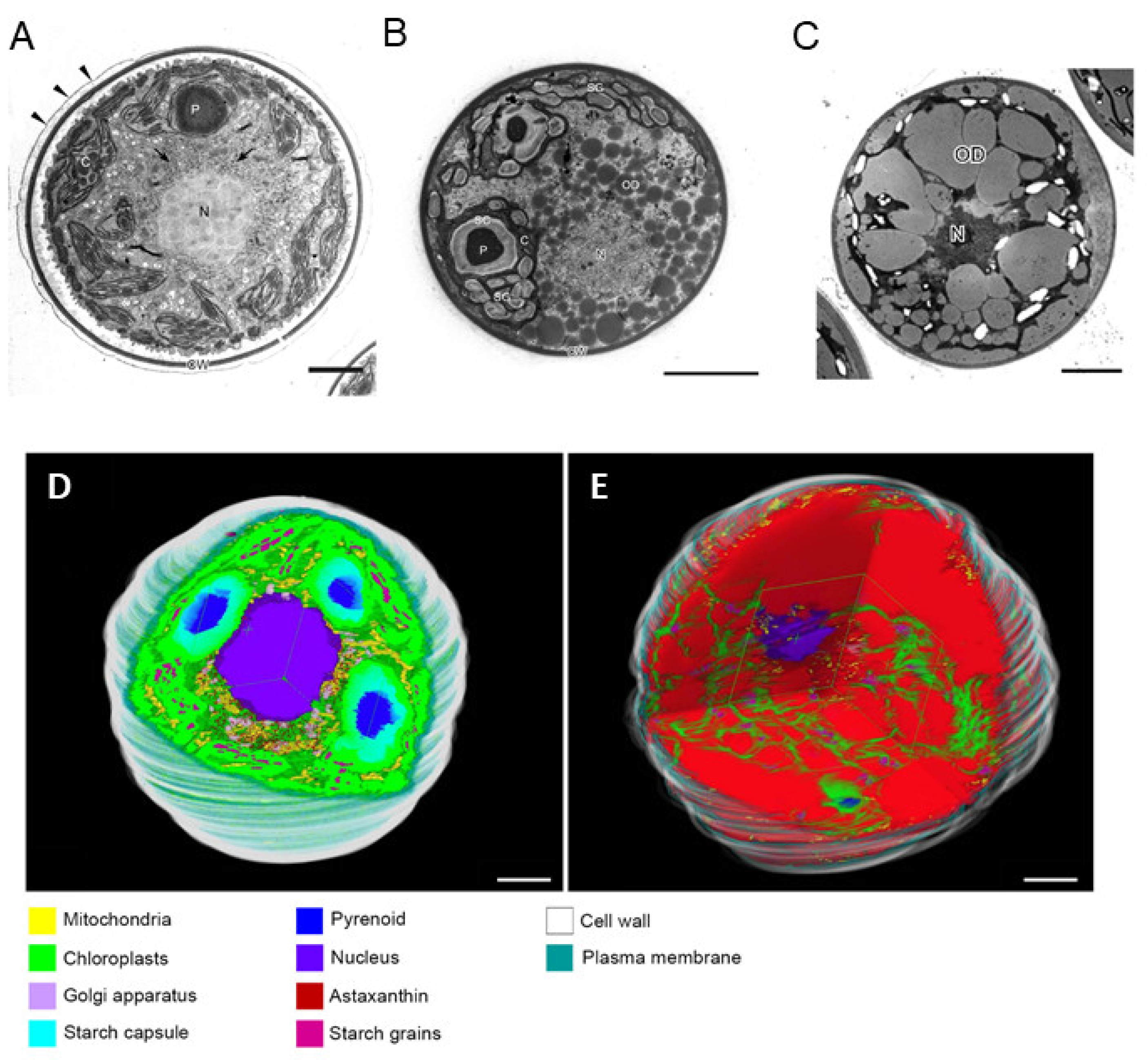Marinedrugs 21 00514 g012