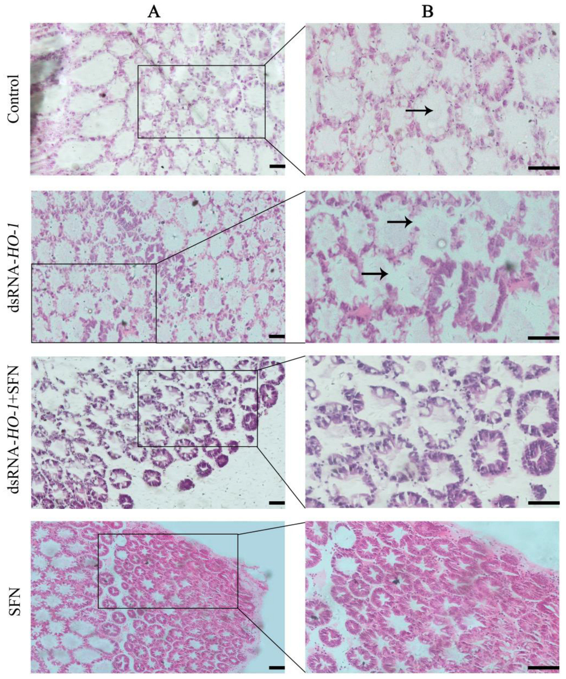 Marinedrugs 21 00548 g005