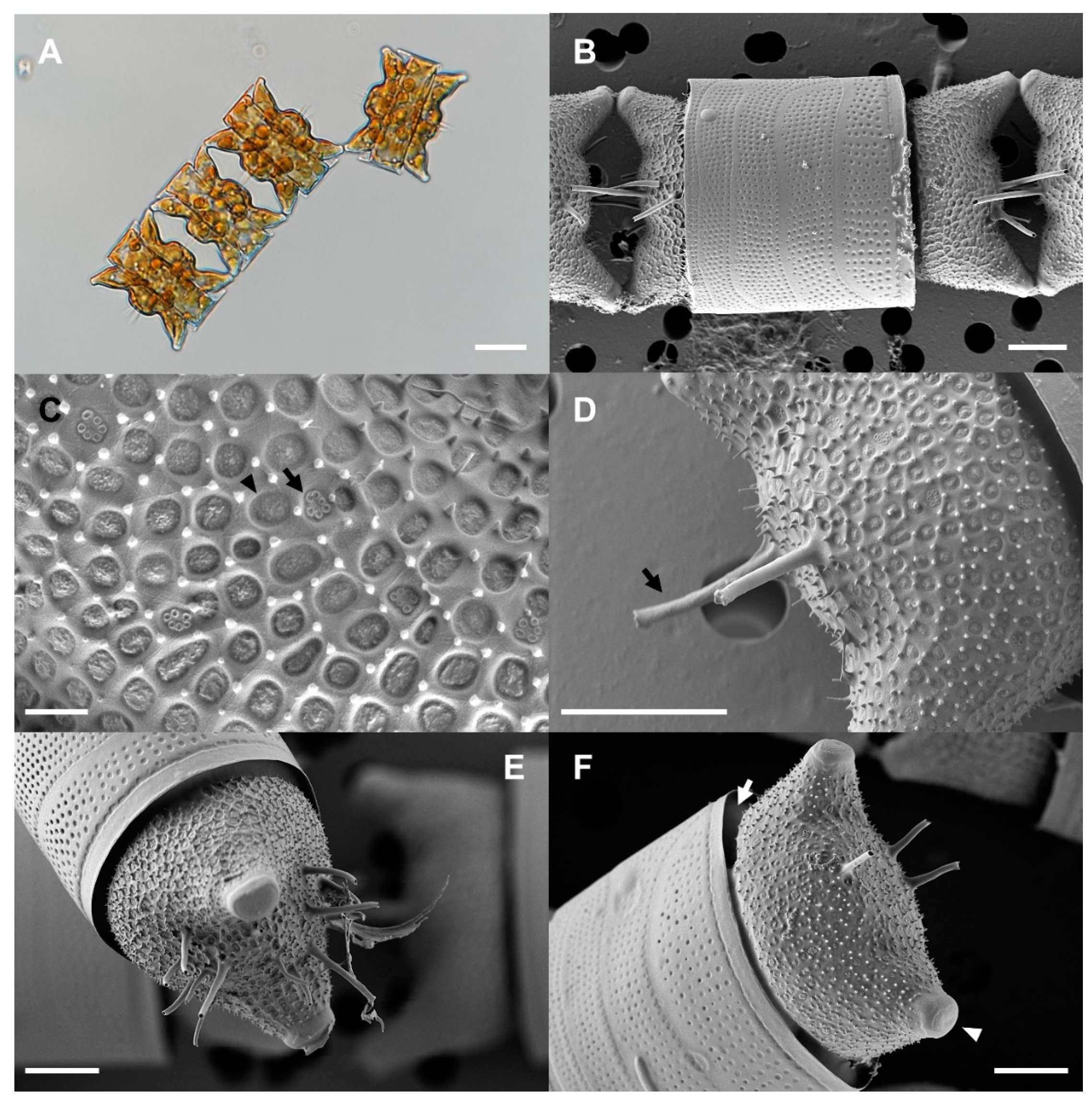 Marinedrugs 21 00563 g001